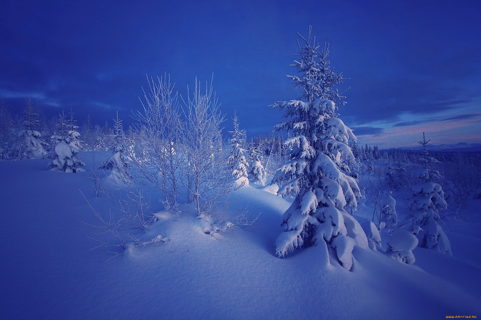 природа, зима, снег, норвегия, ели, вечер, деревья