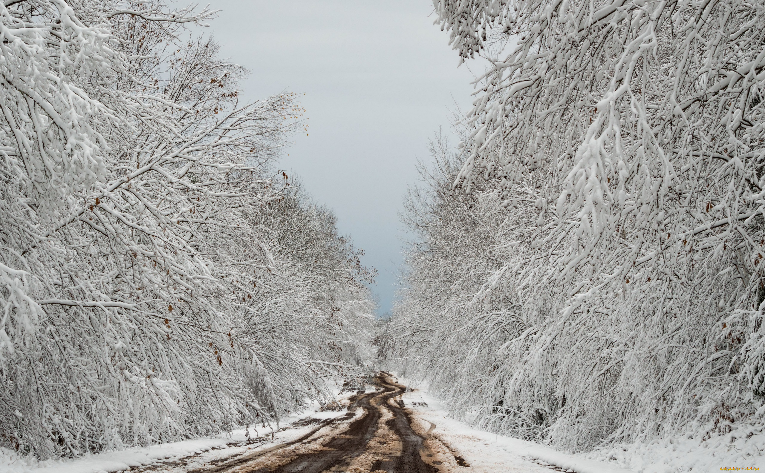 природа, дороги, зима, лес, дорога