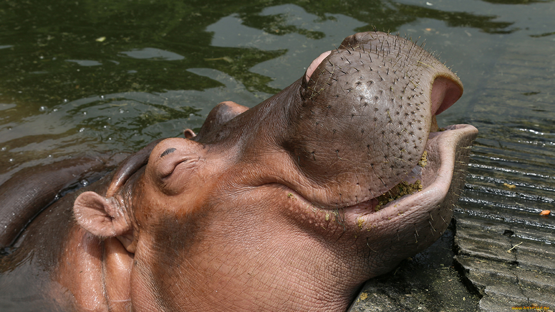 бегемот, животные, бегемоты, hippopotamus, млекопитающие, китопарнокопытные, бегемотовые, клыки, пасть, вода