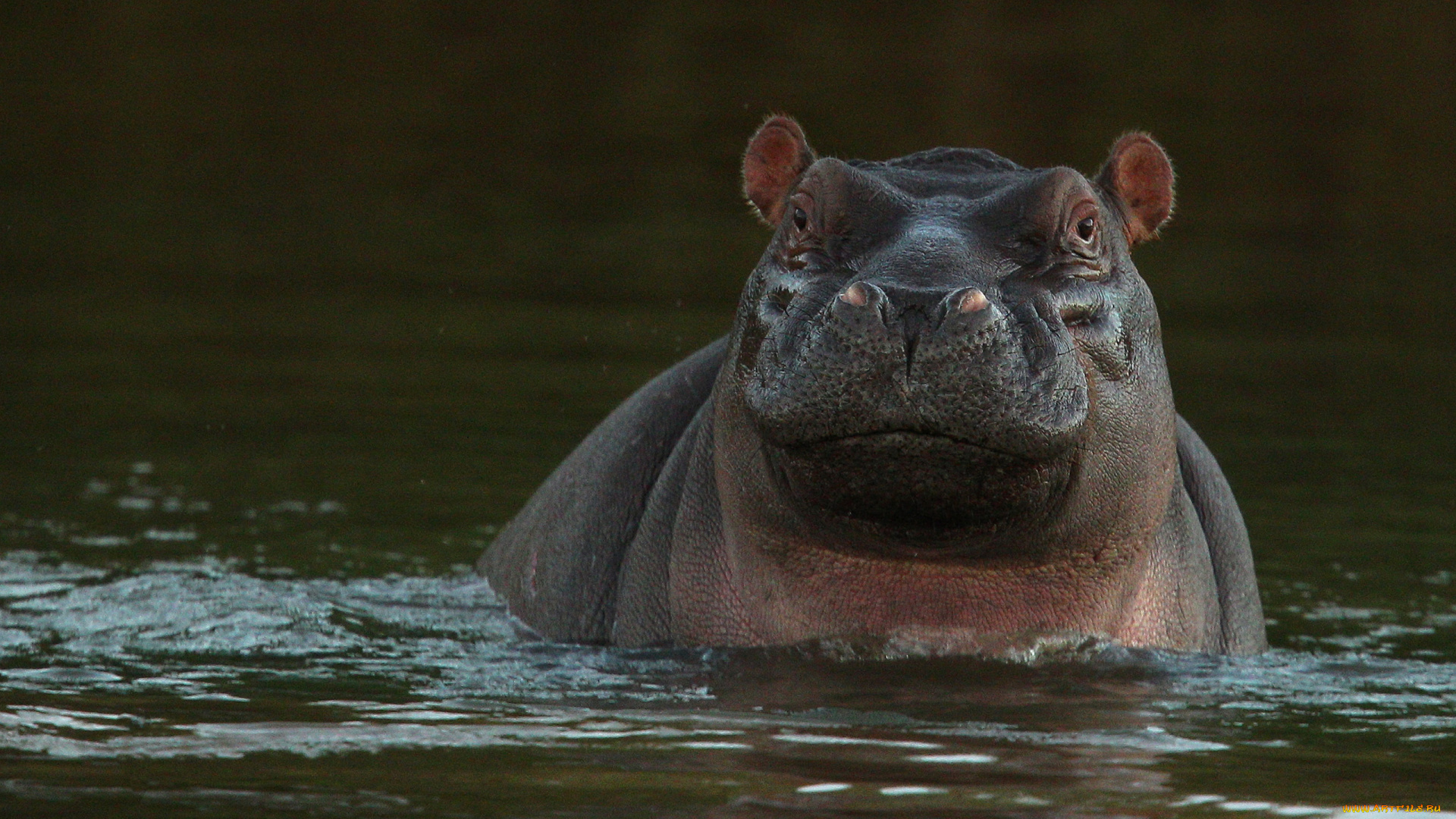 бегемот, животные, бегемоты, hippopotamus, млекопитающие, китопарнокопытные, бегемотовые, клыки, пасть, вода