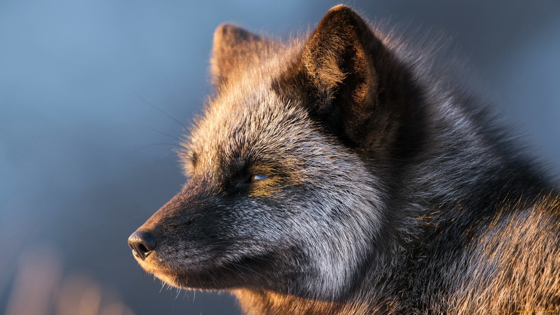 Black fox сарай