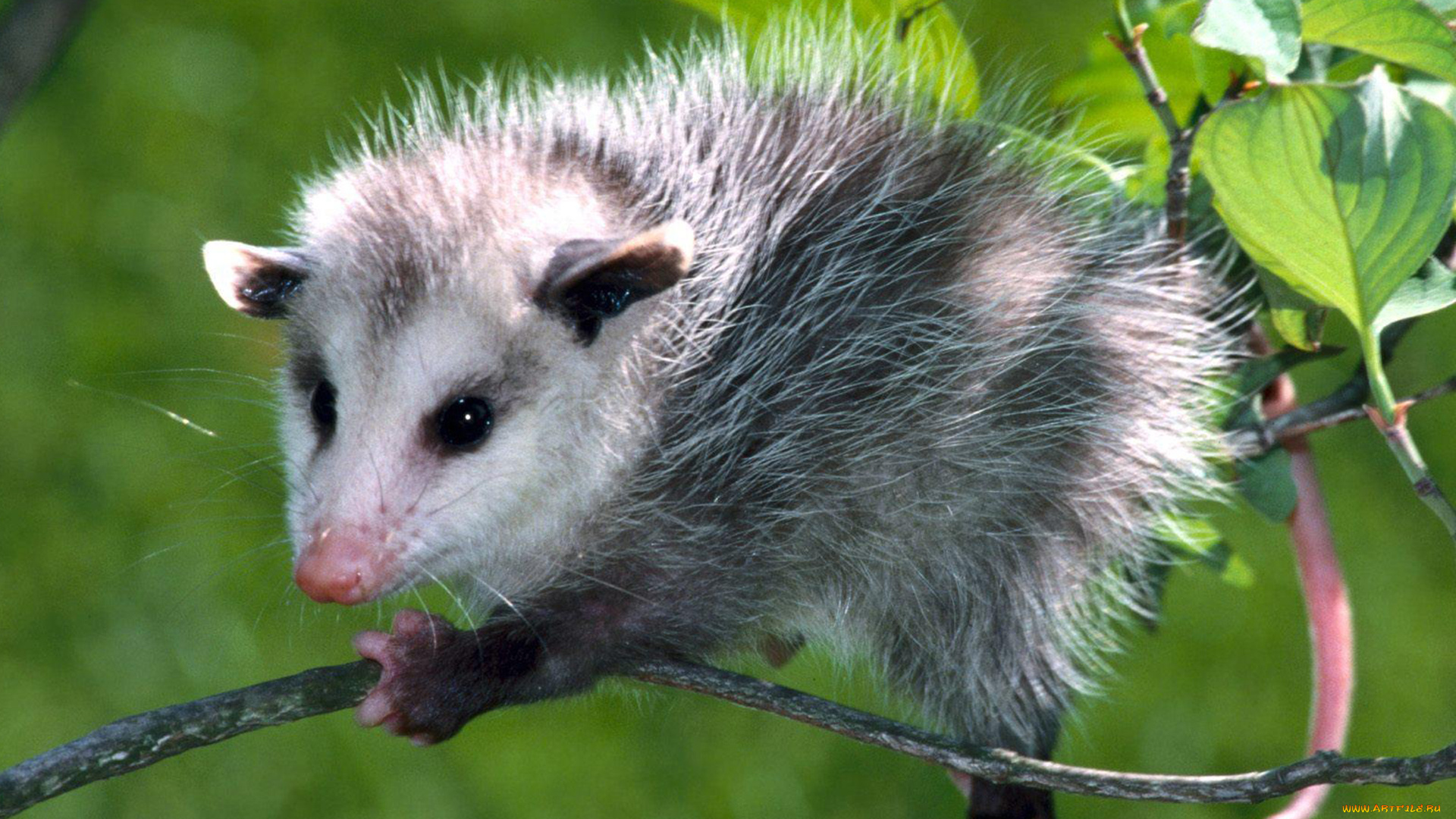 opossum, животные, опоссумы, опоссум, опоссумовые, зверёк, мех, хвостик, мордочка, млекопитающие