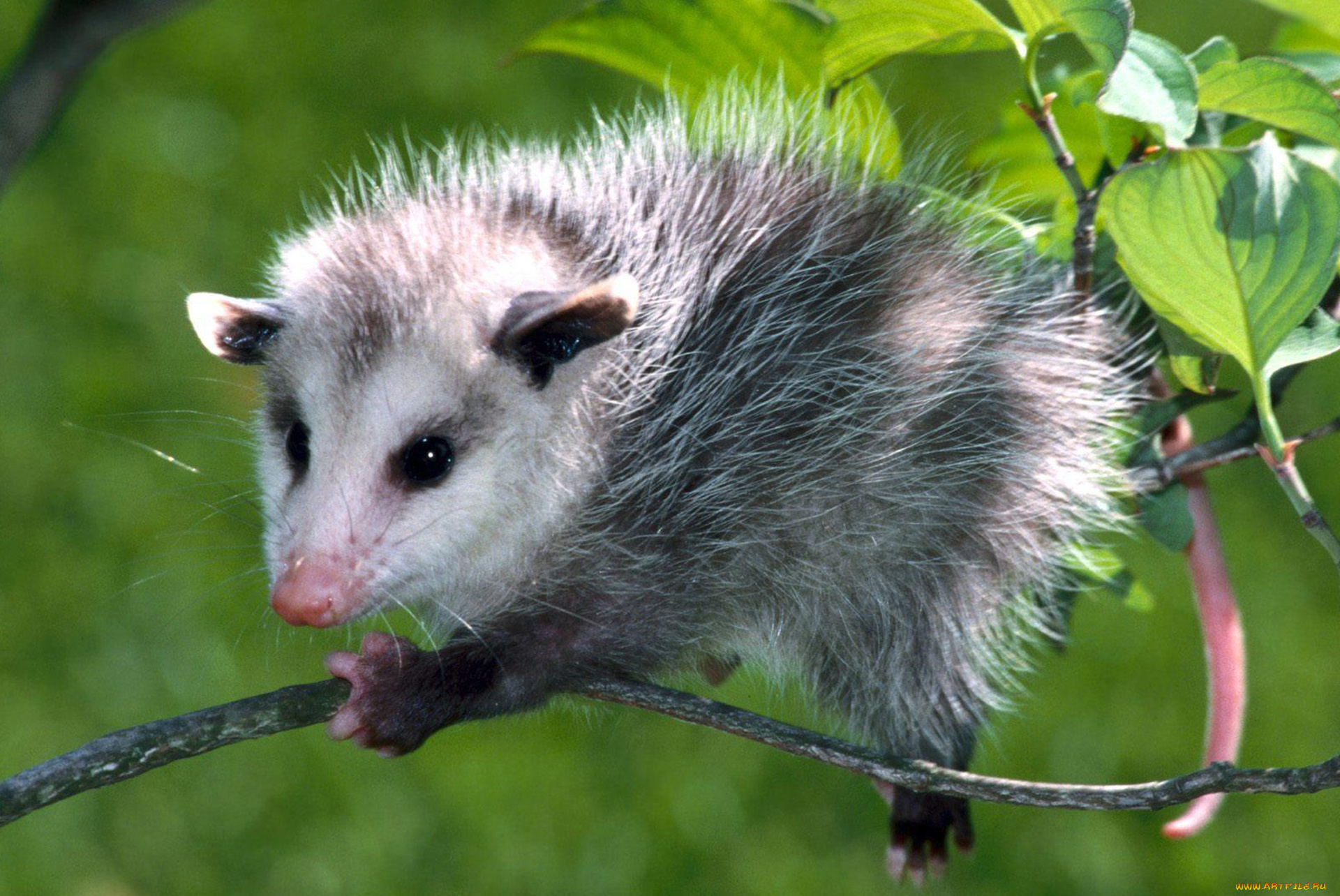 opossum, животные, опоссумы, опоссум, опоссумовые, зверёк, мех, хвостик, мордочка, млекопитающие