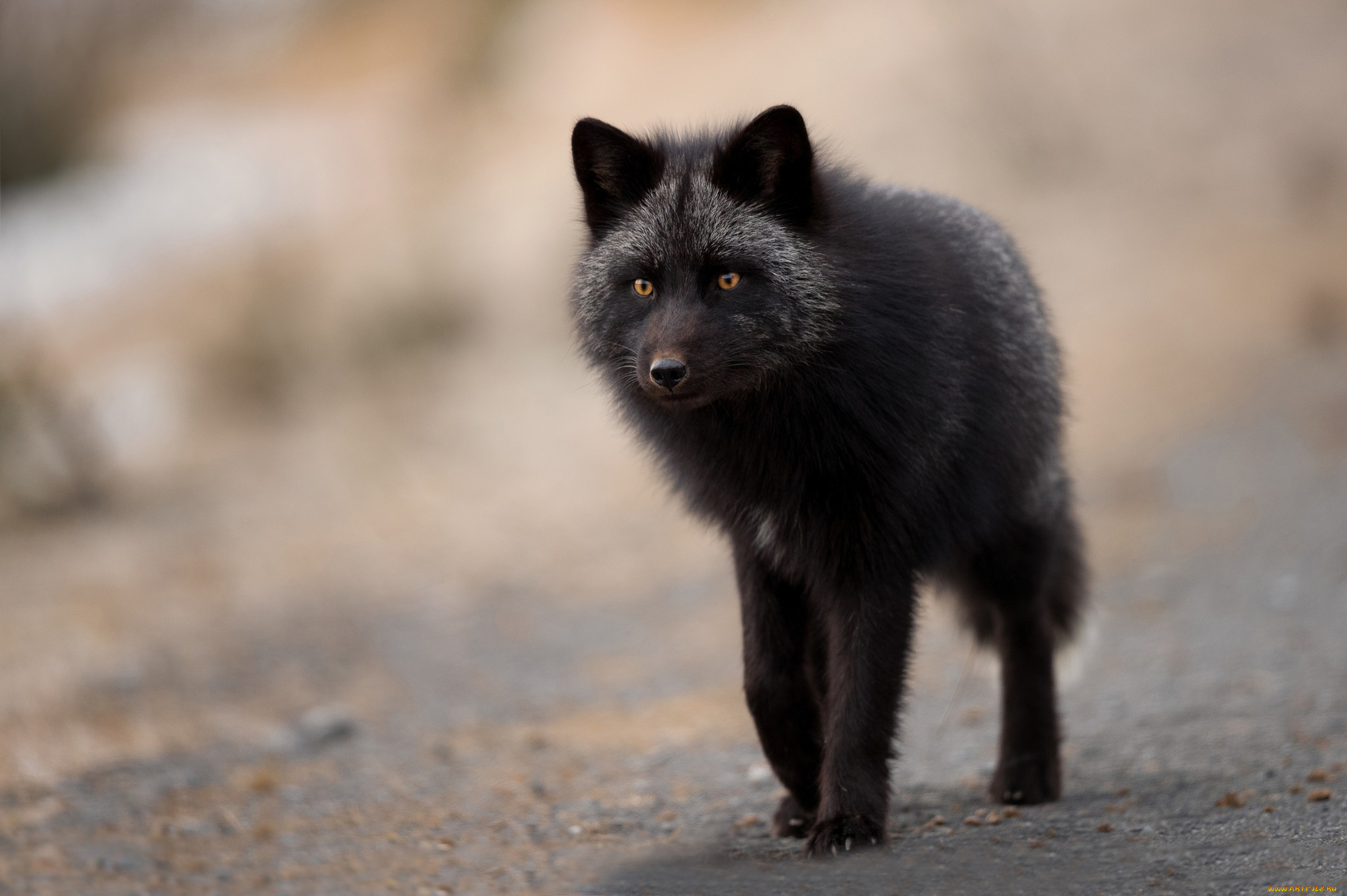 чернобурая, лисица, животные, лисы, чернобурая, лисица, black, fox, чернобурка, псовые, лисицы, млекопитающие, мех, пушнина, чёрная, лиса, хищник