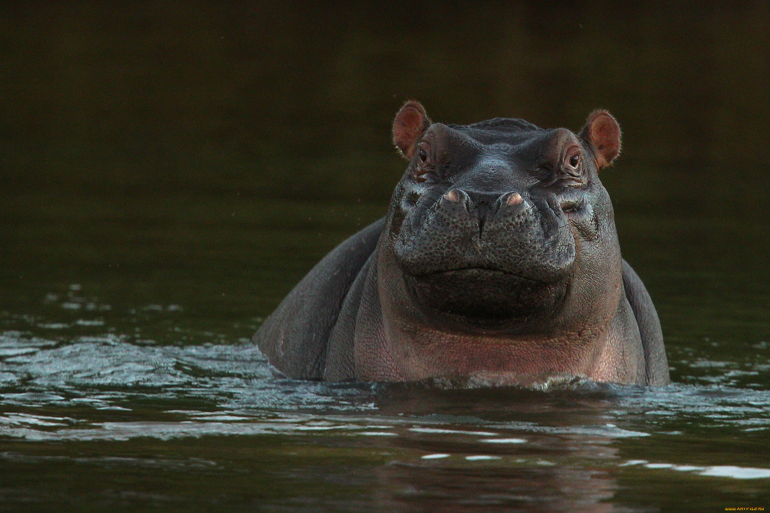 бегемот, животные, бегемоты, hippopotamus, млекопитающие, китопарнокопытные, бегемотовые, клыки, пасть, вода