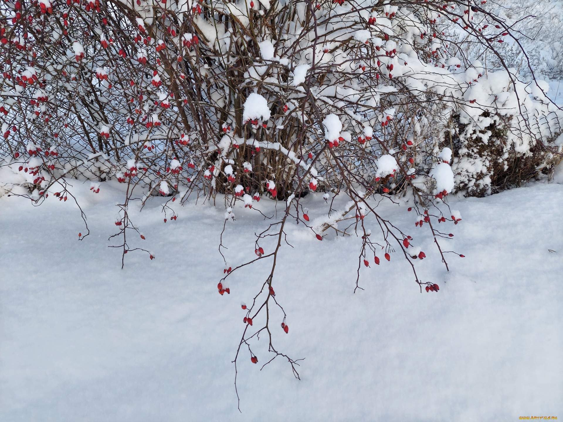природа, ягоды, зима, снег