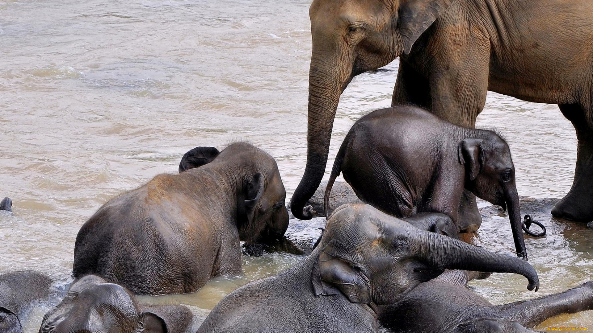 животные, слоны, малыши, много, купание