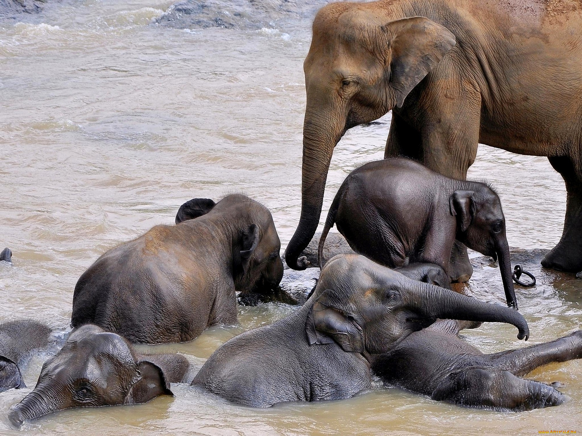 животные, слоны, малыши, много, купание