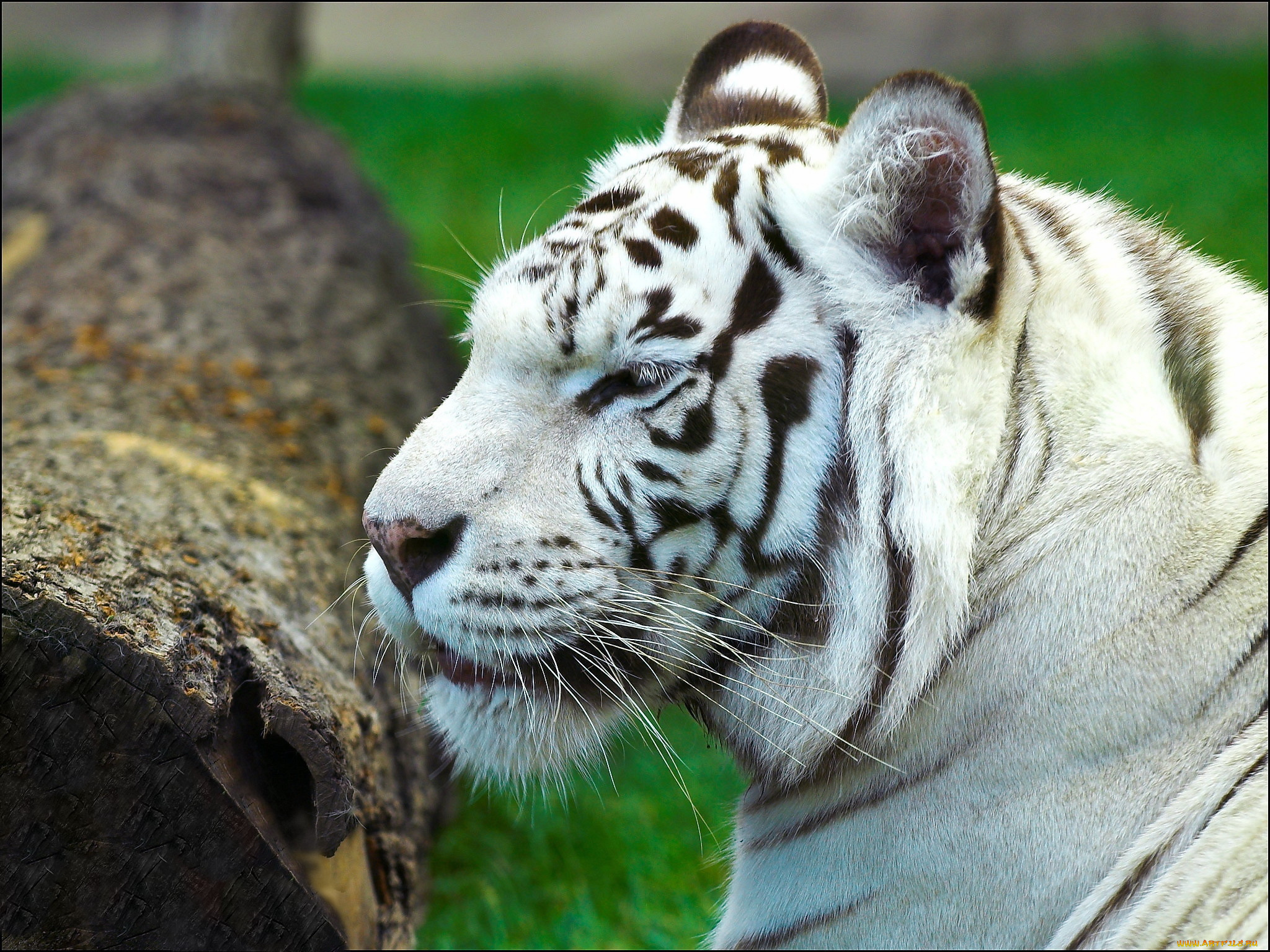 животные, тигры, белый, тигр