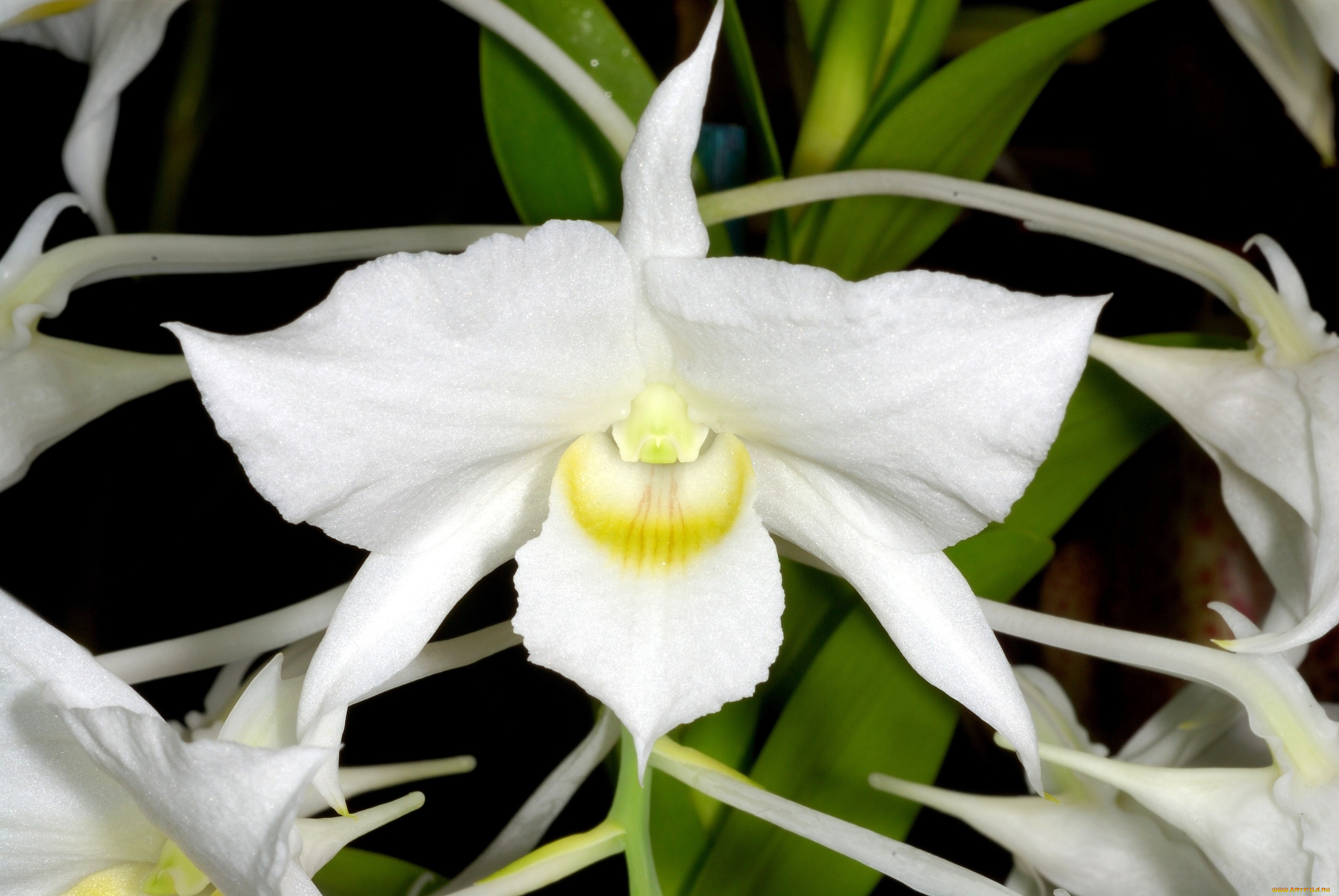 цветы, орхидеи, белый, экзотика