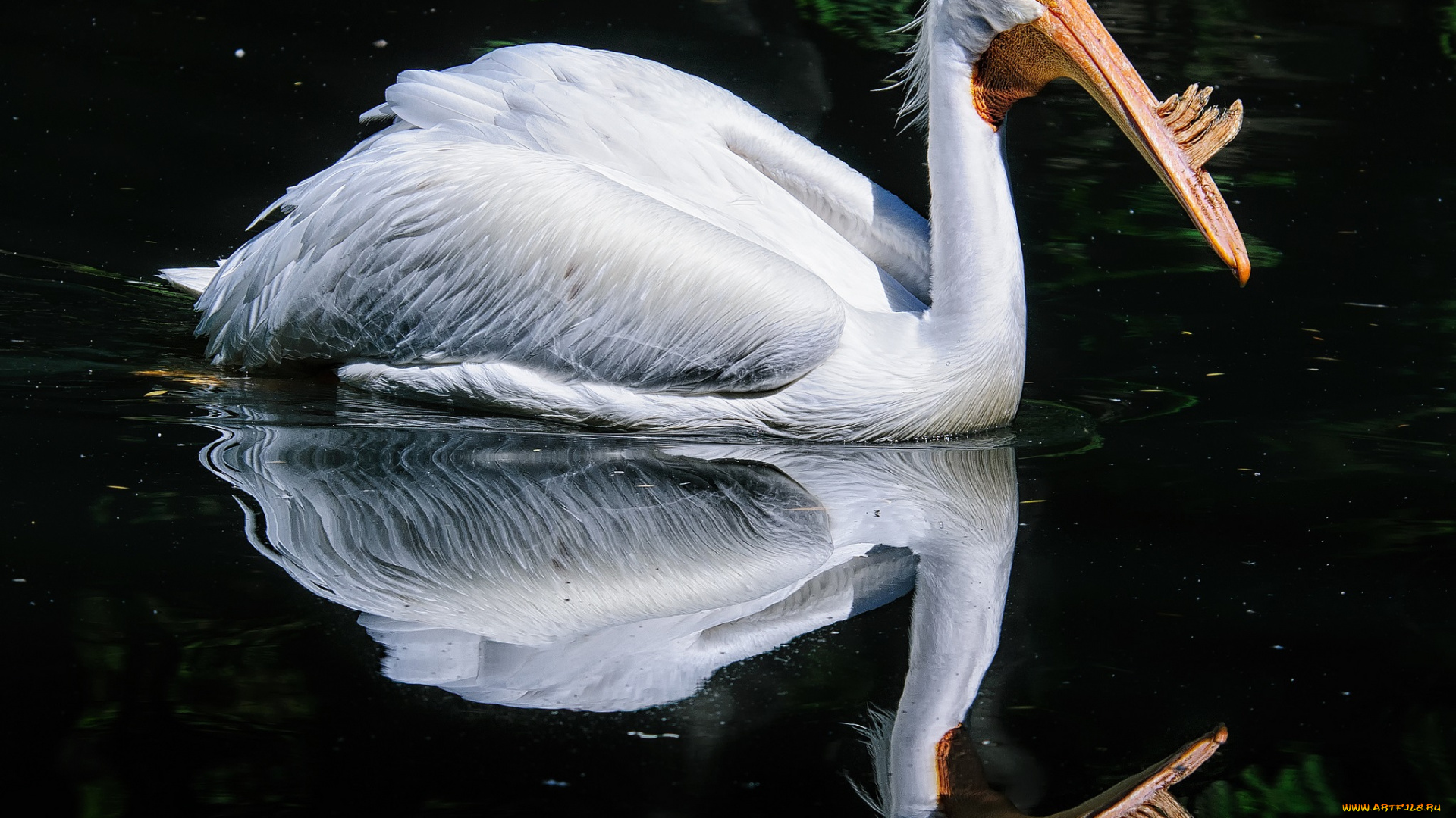 american, white, pelican, животные, пеликаны, водоем, птица, белая, отражение