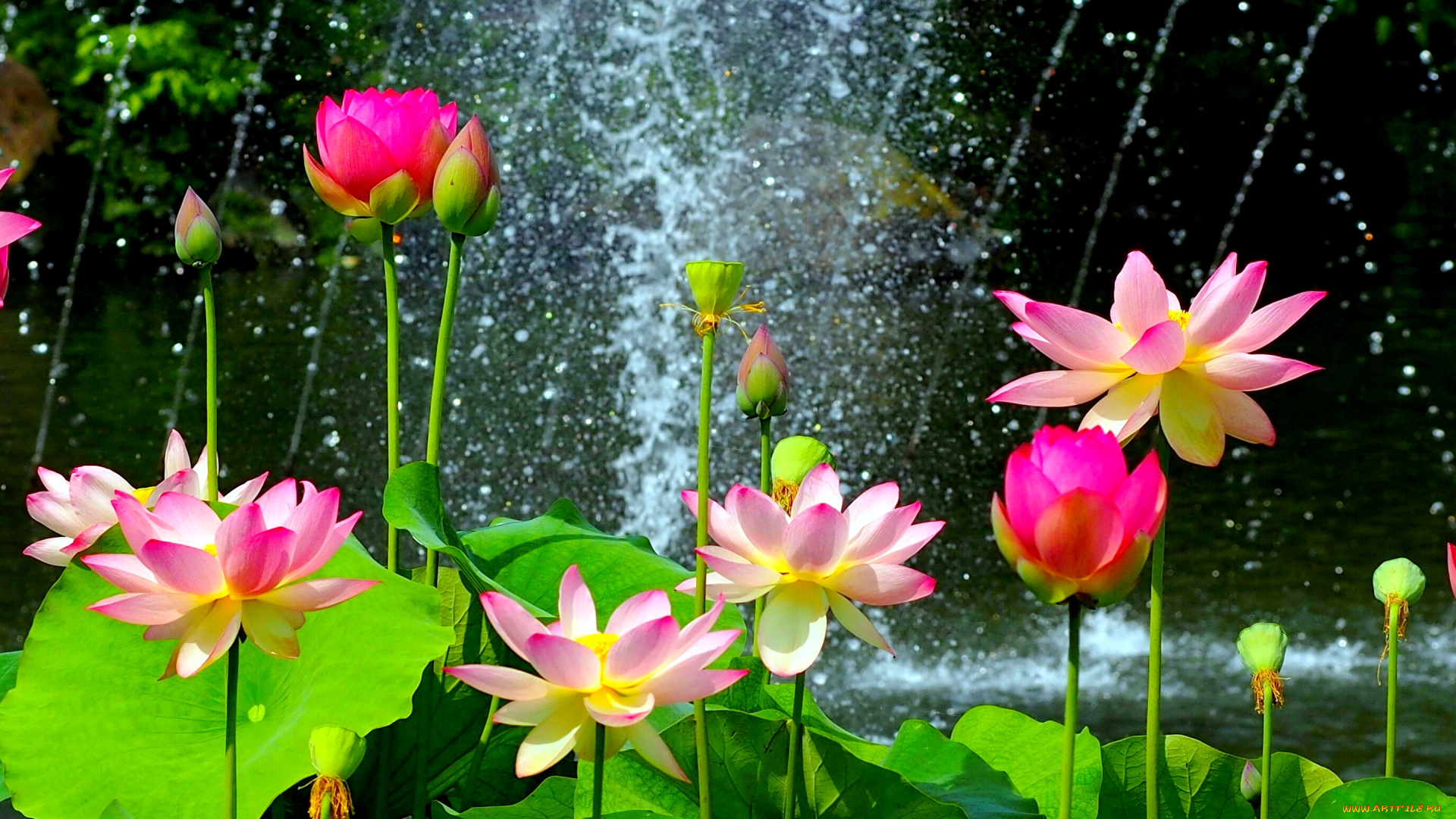 цветы, лотосы, вода, фонтан