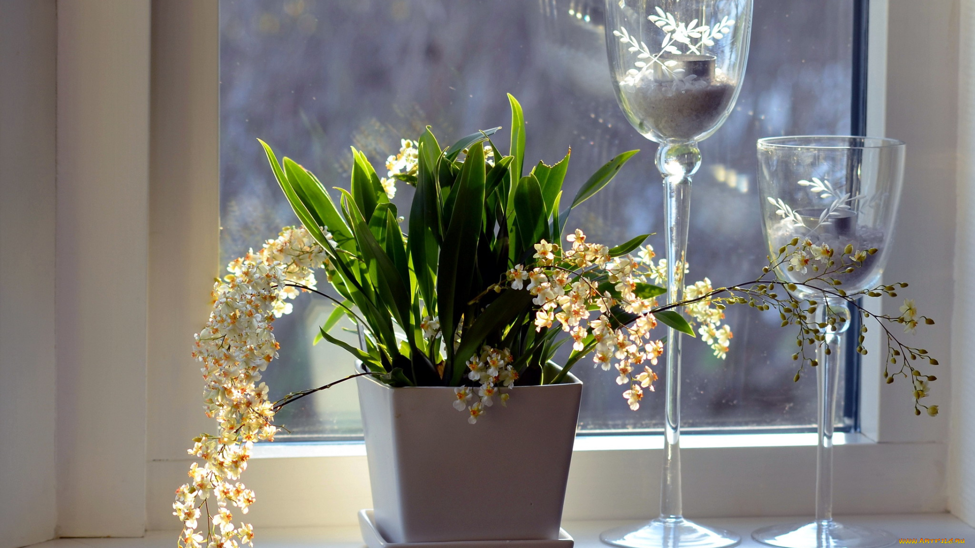 цветы, орхидеи, вазон, окно, подсвечники
