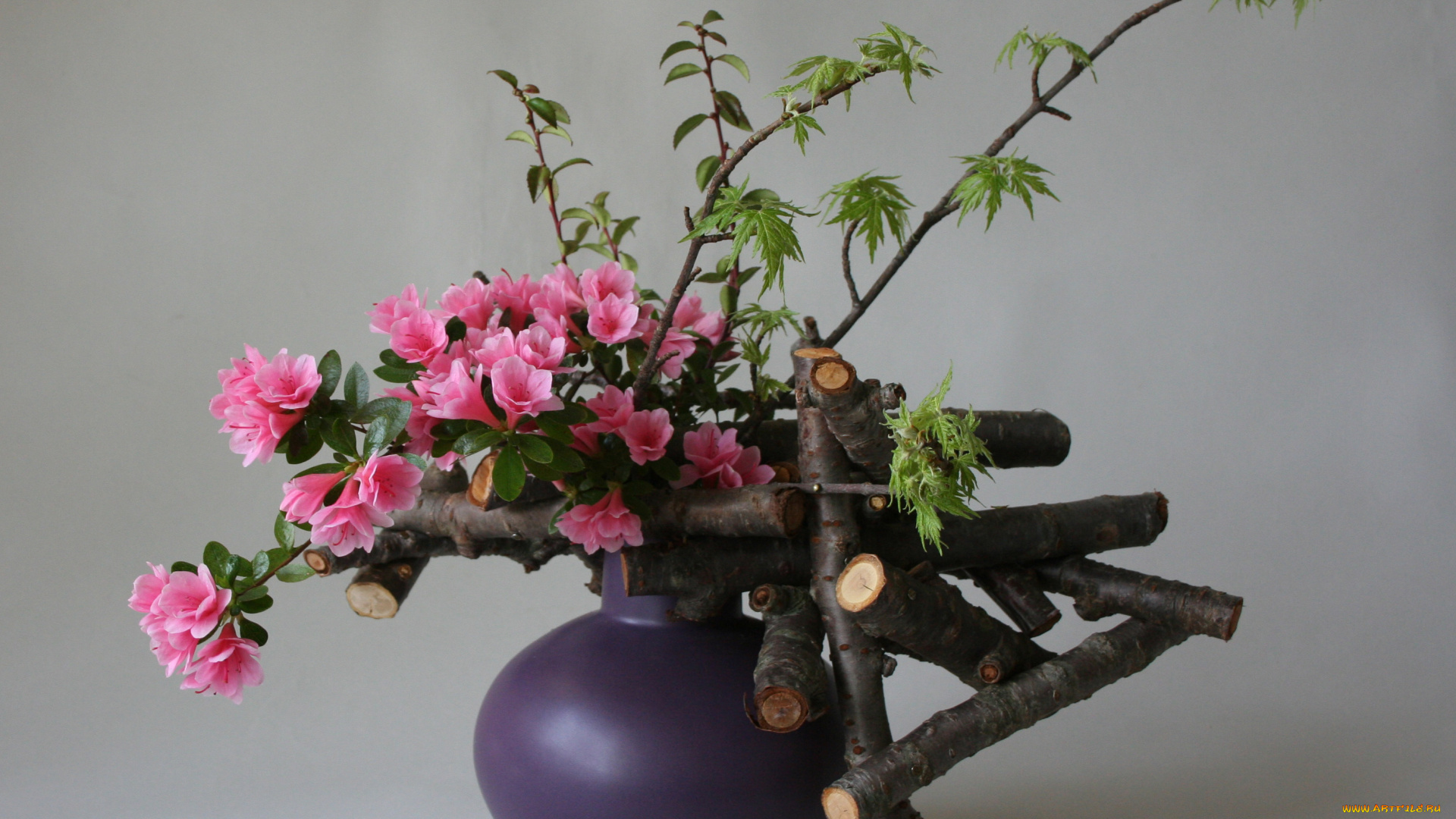 цветы, рододендроны, , азалии, азалия, ваза, розовый