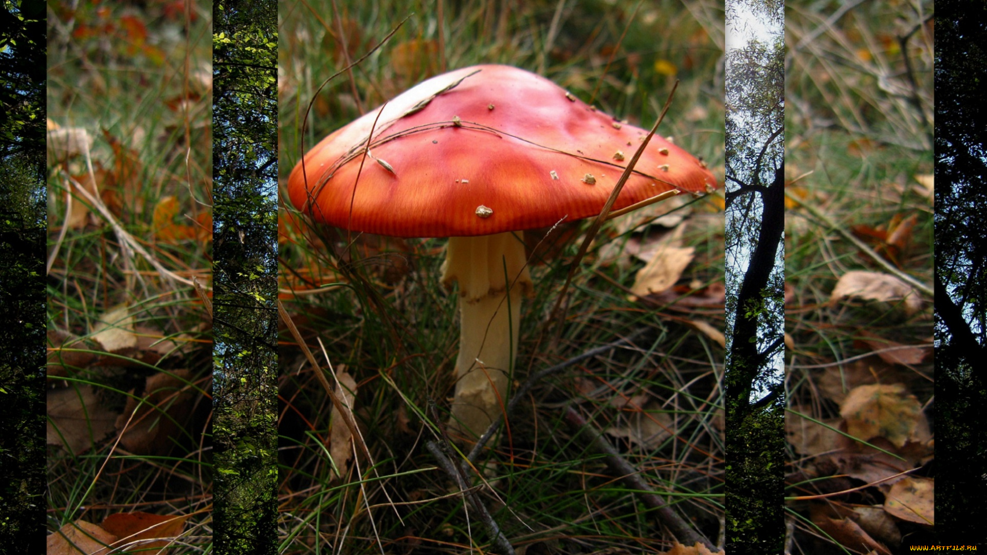 природа, грибы, трава, гриб, красная, шляпка