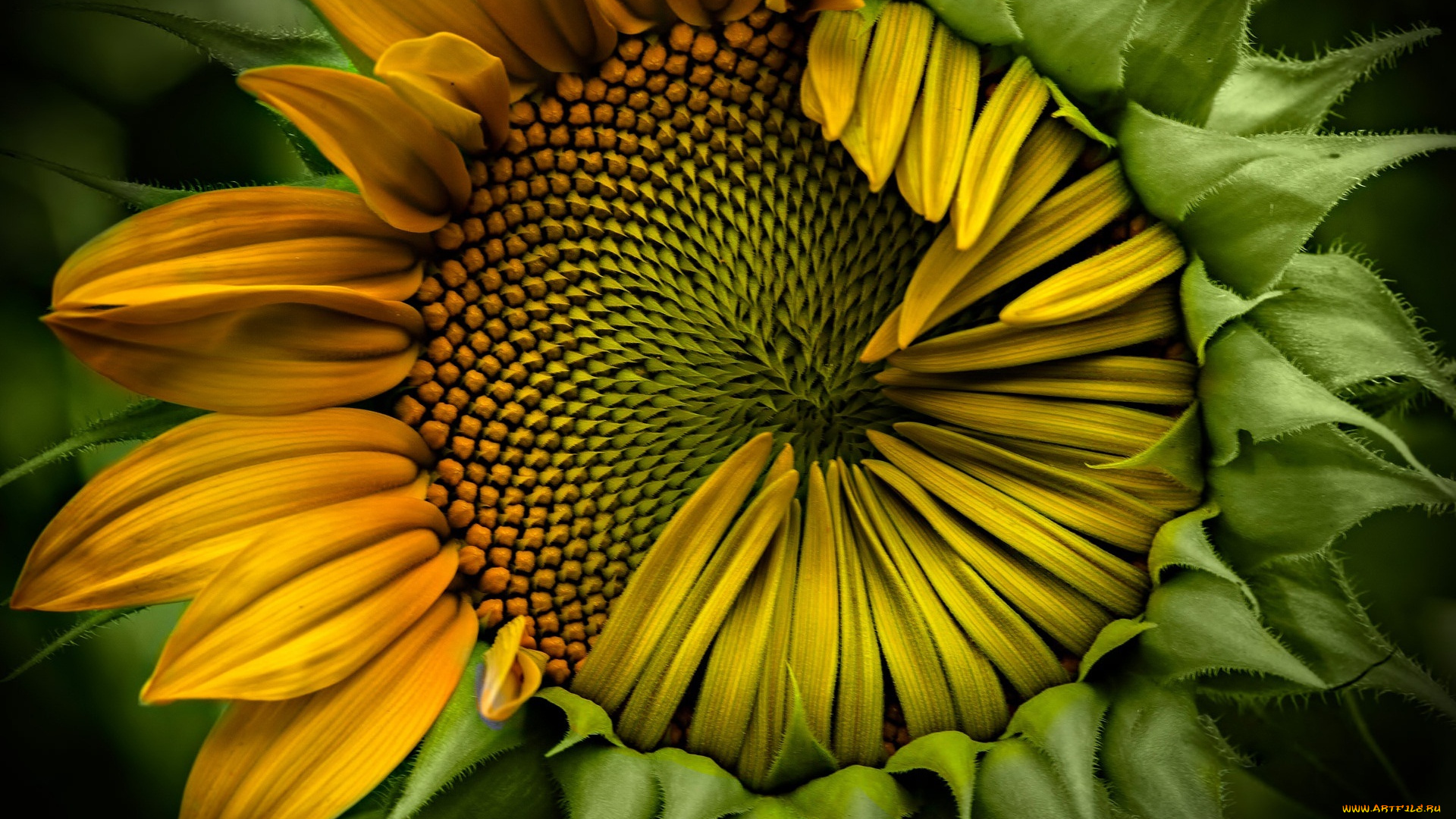 sunflower, цветы, подсолнухи, корзинка, подсолнух