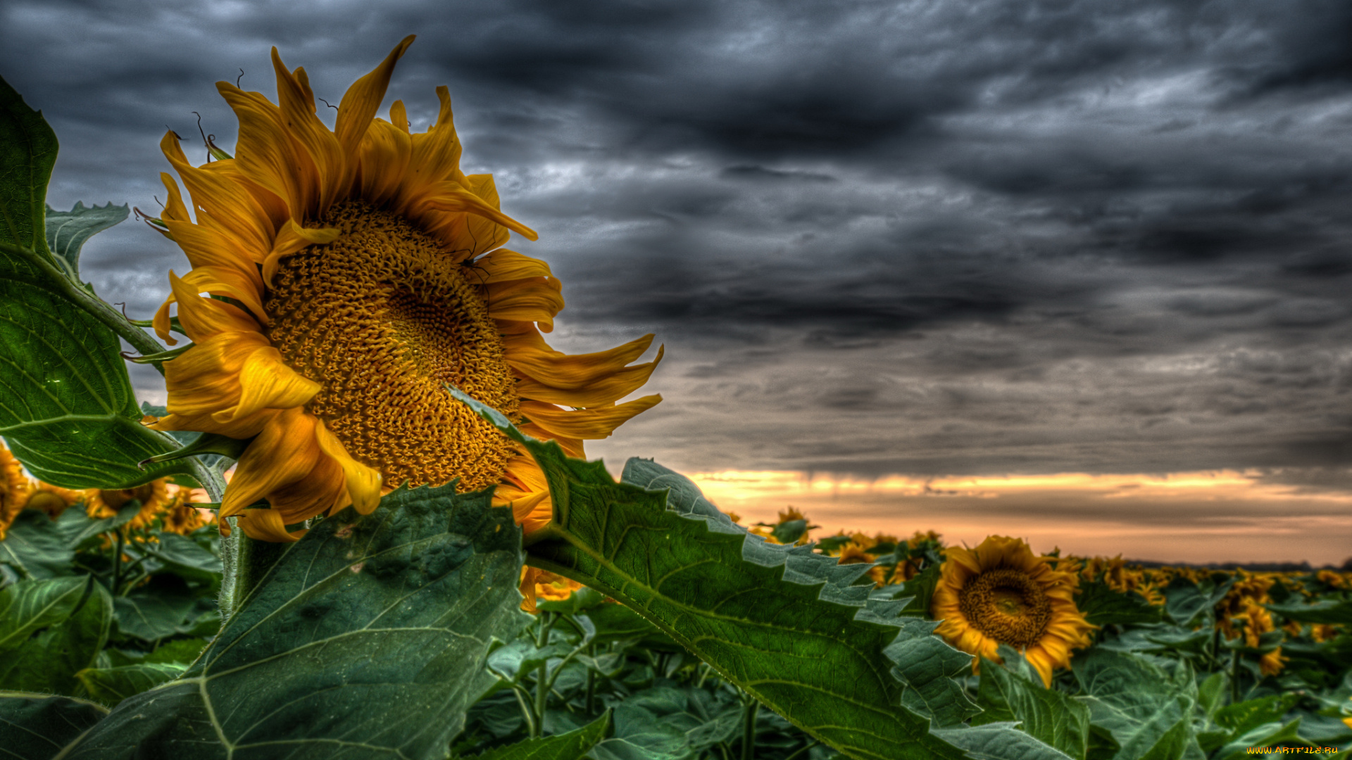 sunflower, цветы, подсолнухи, тучи, поле