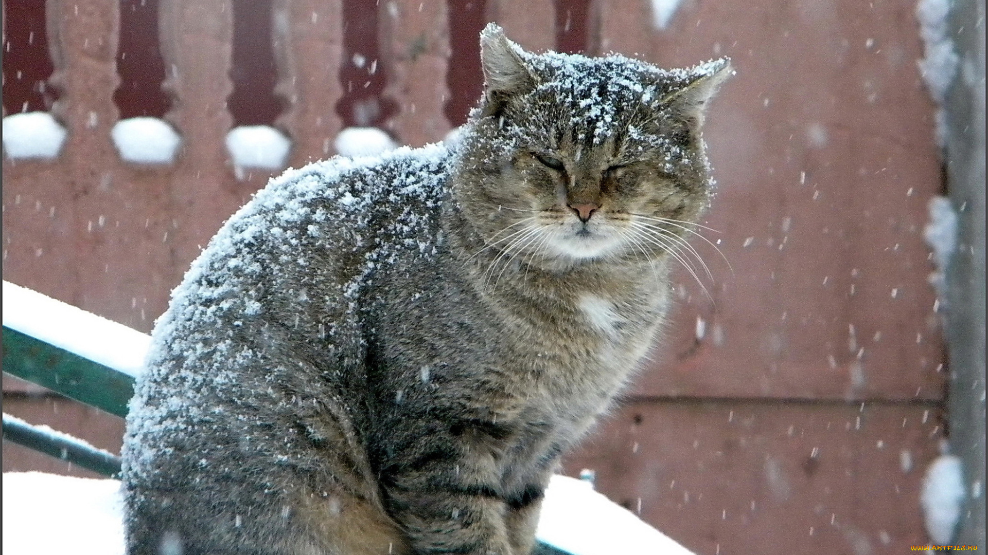 животные, коты, зима, снегопад