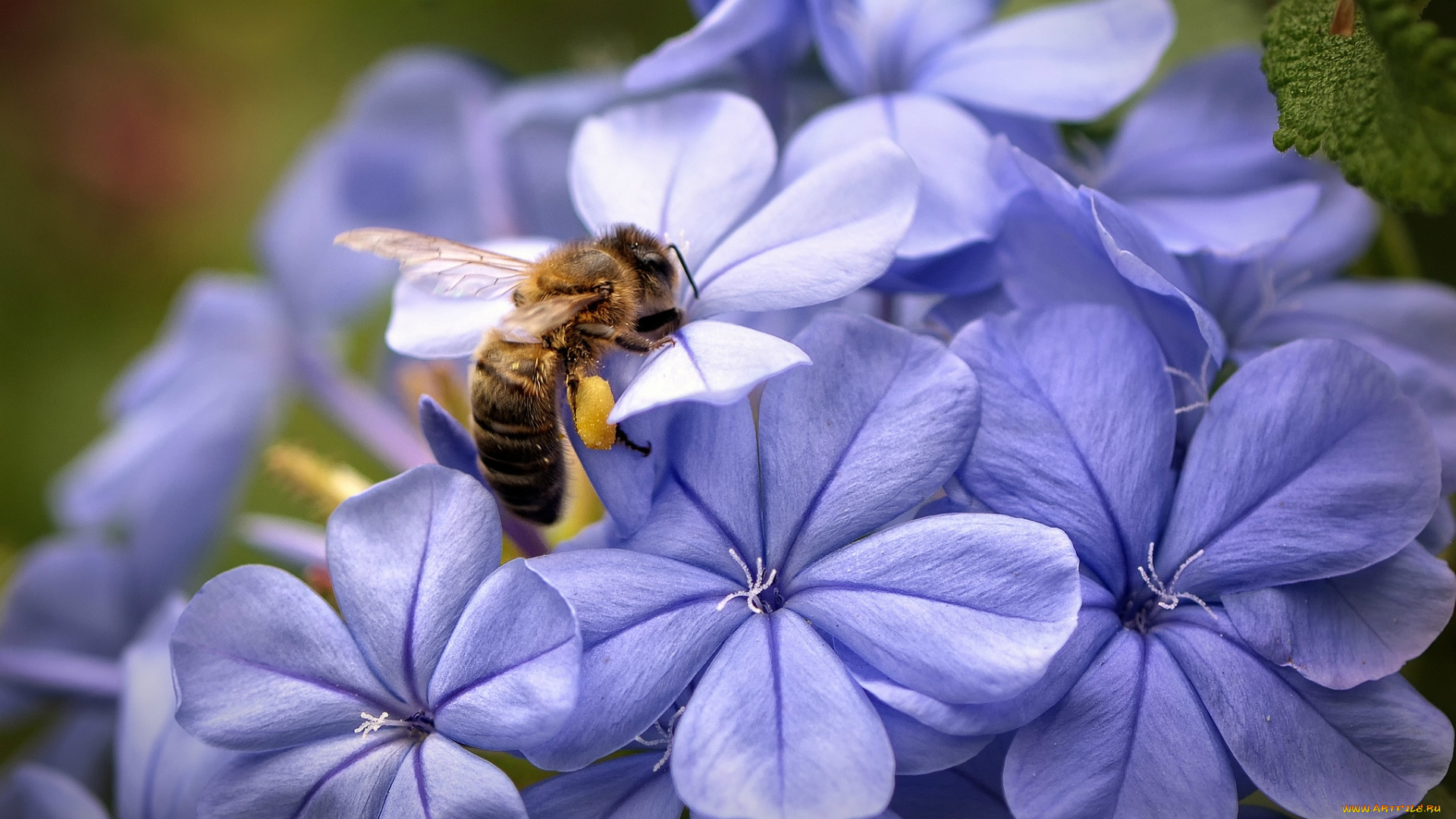 животные, пчелы, , осы, , шмели, пчела, крылья, пыльца, лепестки, сиреневые, цветы