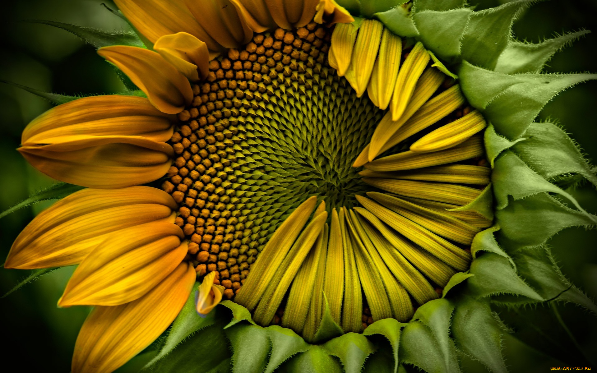 sunflower, цветы, подсолнухи, корзинка, подсолнух