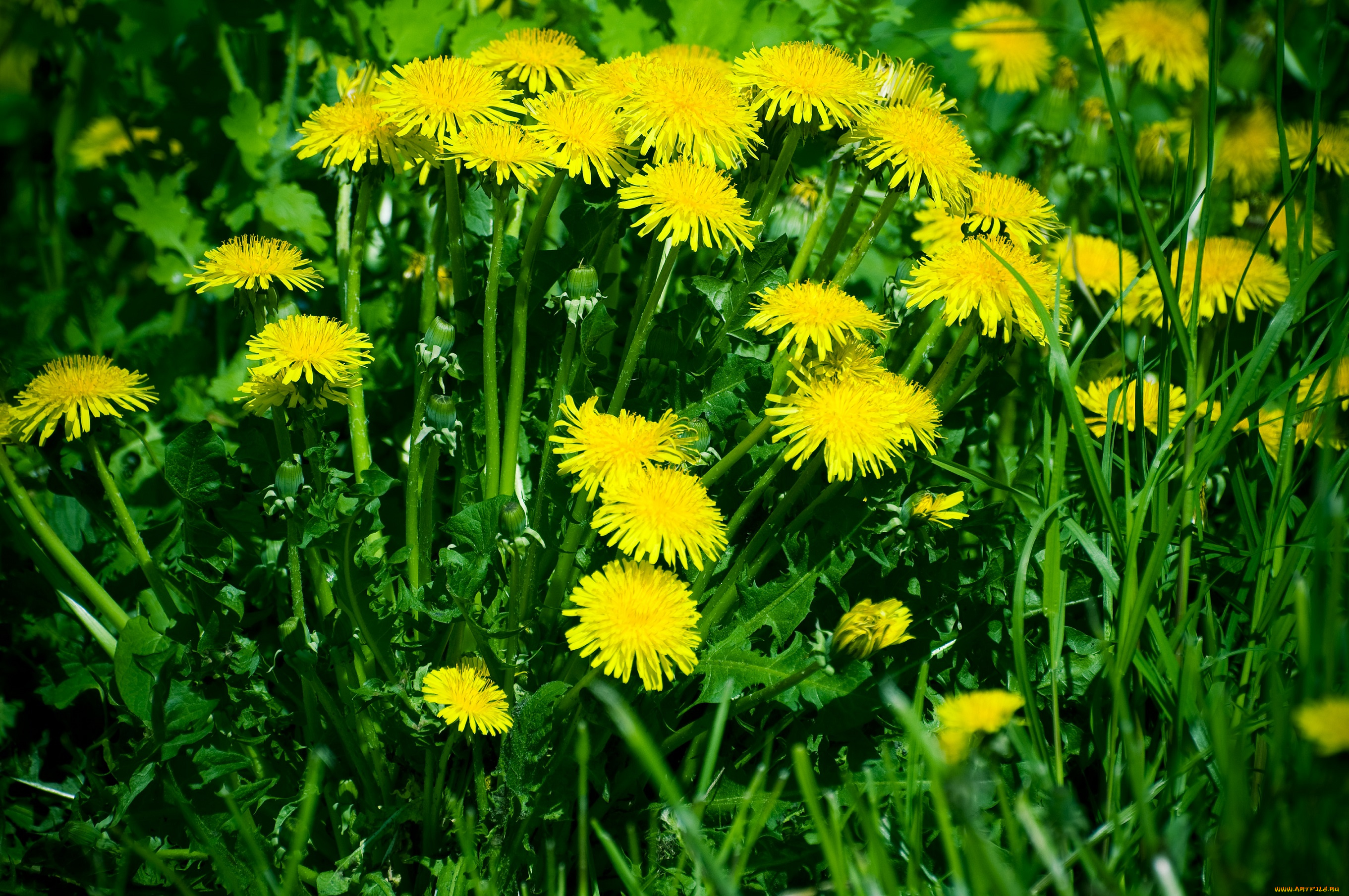 цветы, одуванчики, зелень, трава, жёлтые