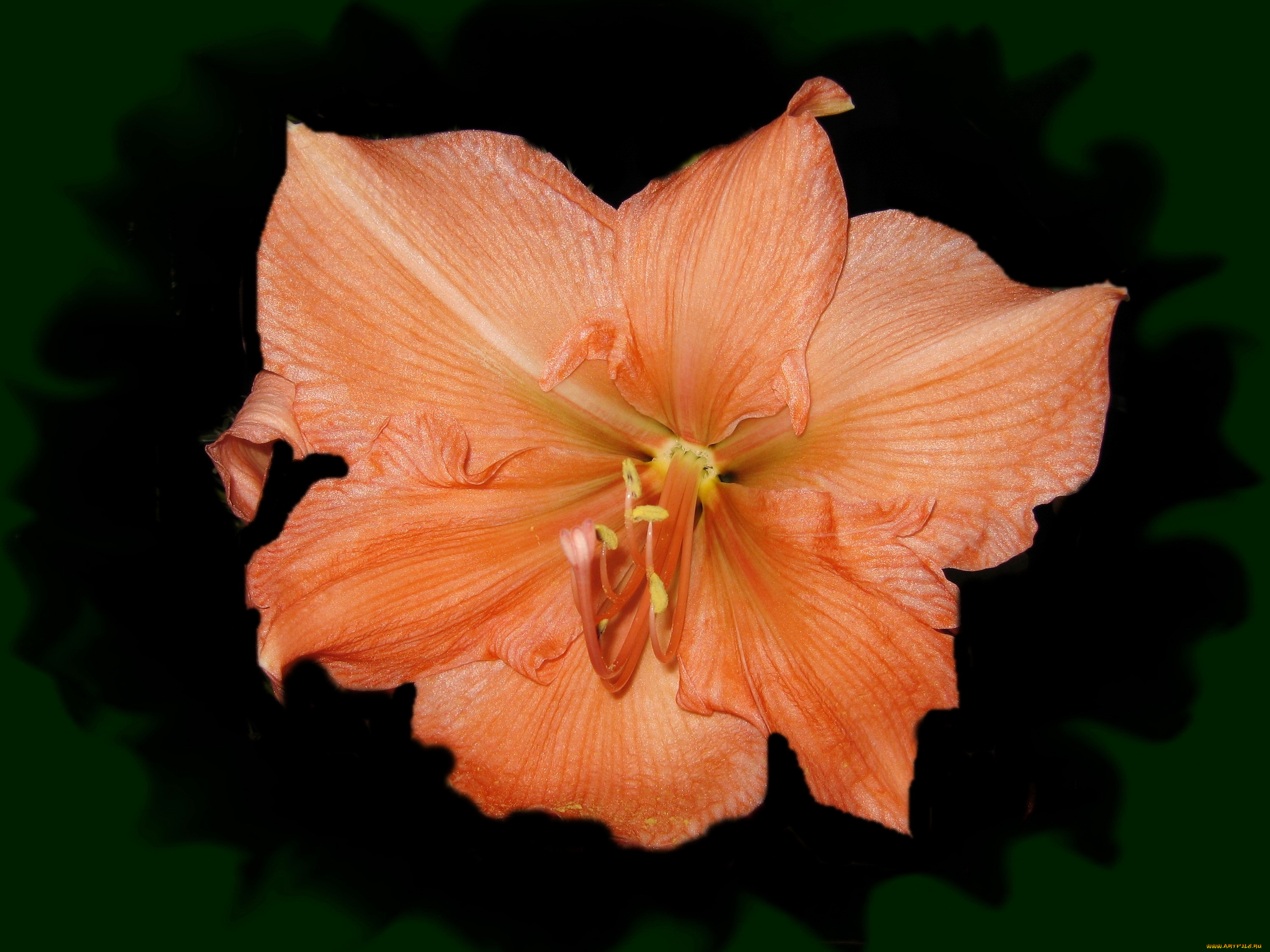 цветы, амариллисы, , гиппеаструмы, amaryllis, оранжевый, амариллис