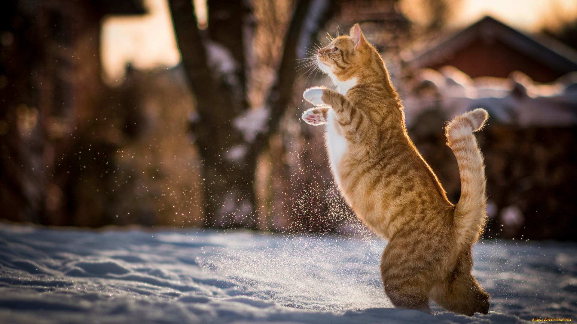 животные, коты, рыжий, котэ, снег, зима, на, задних, лапах, кот