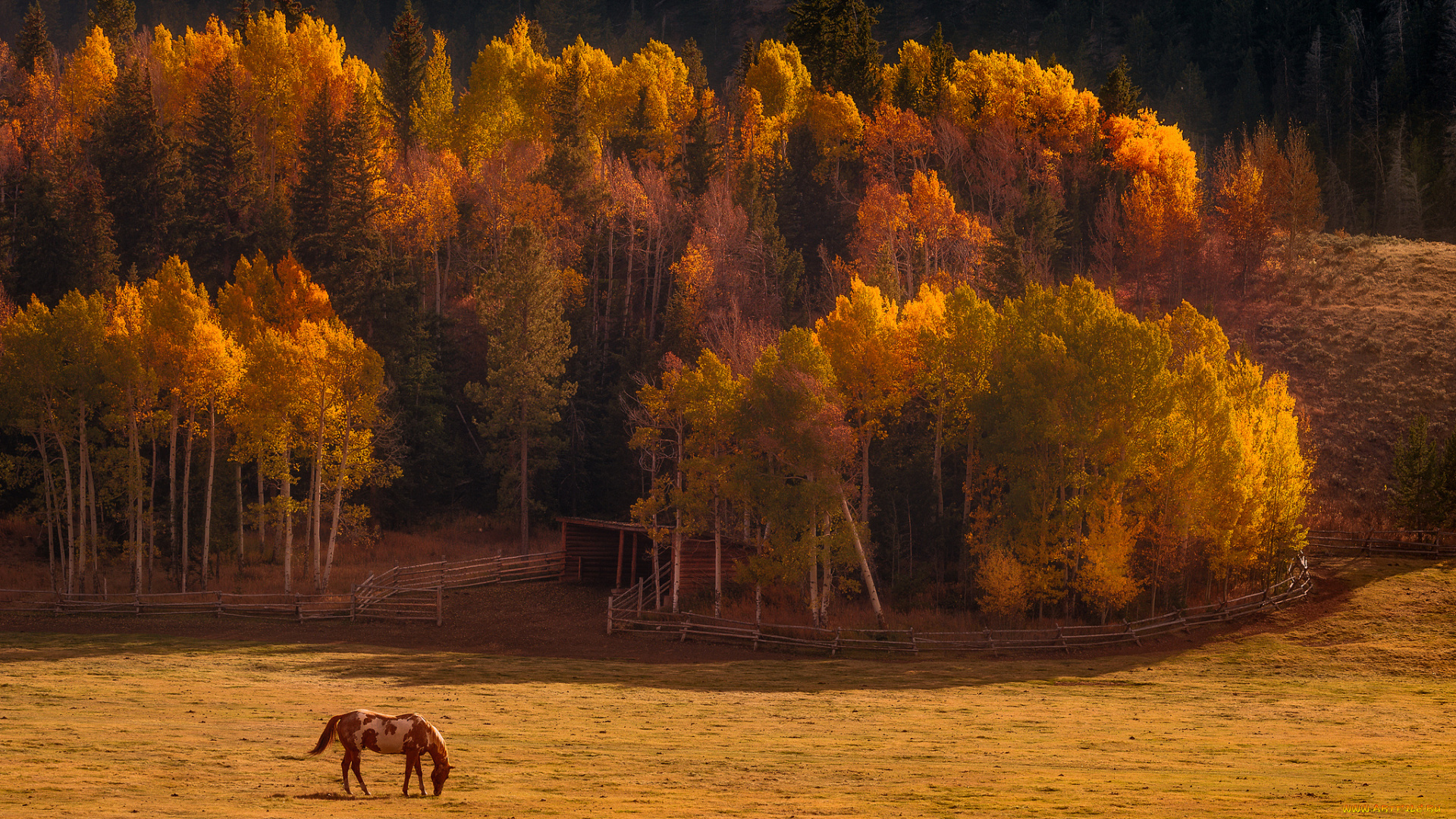 животные, лошади, осень, долина, природа, лошадь, лес