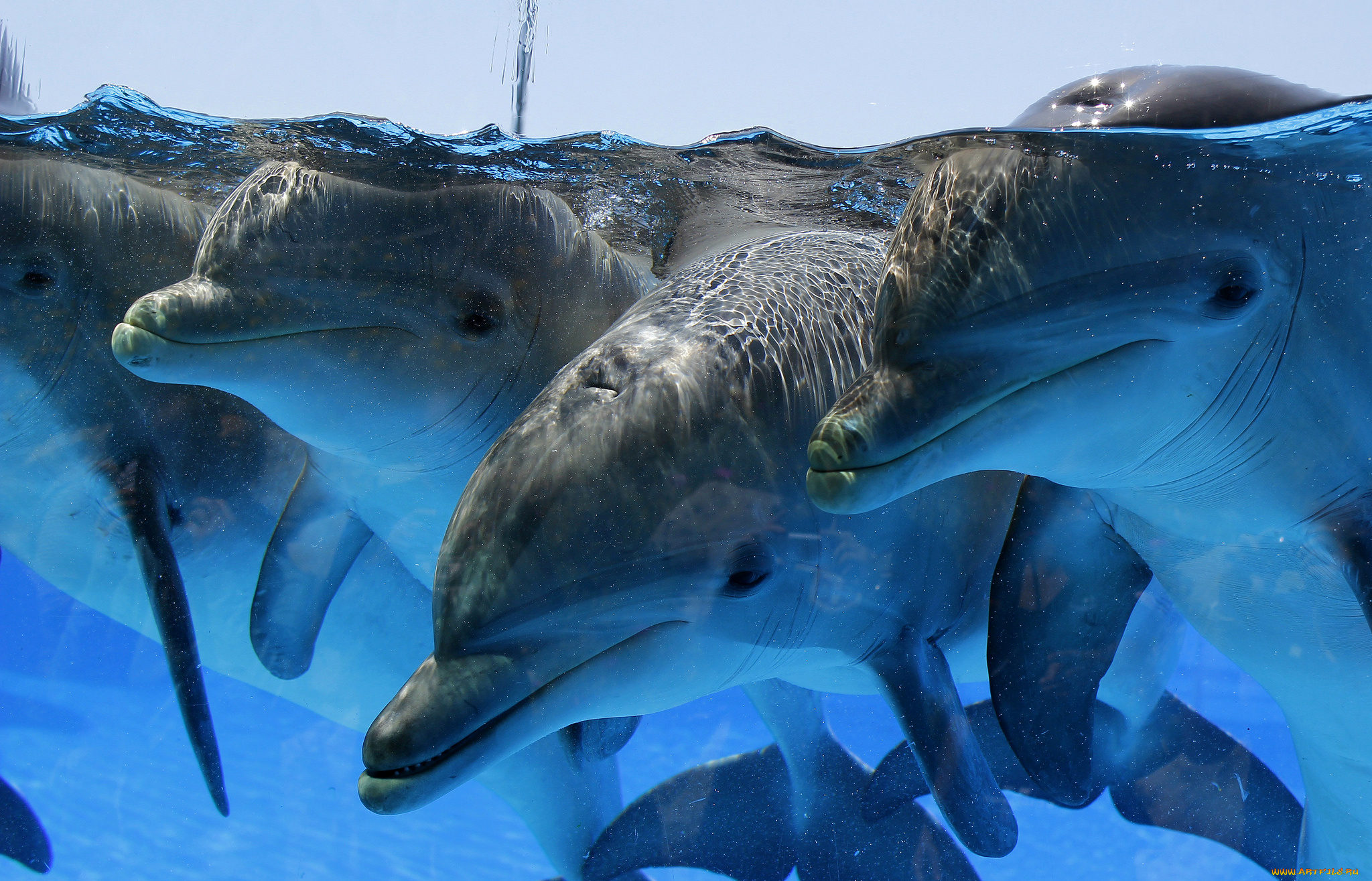 Дельфин под водой без смс