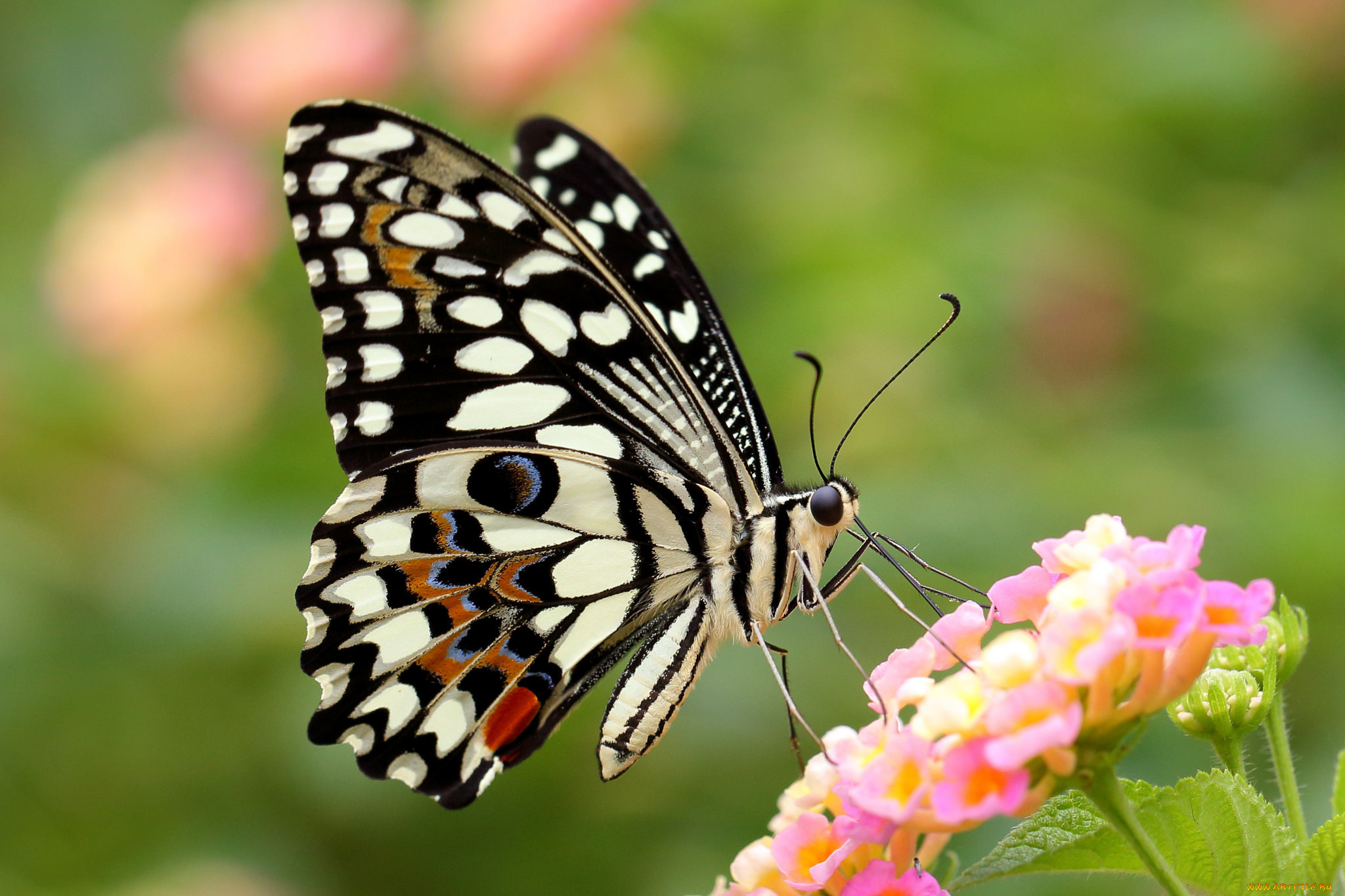 животные, бабочки, , мотыльки, , моли, крылья, бабочка, цветок