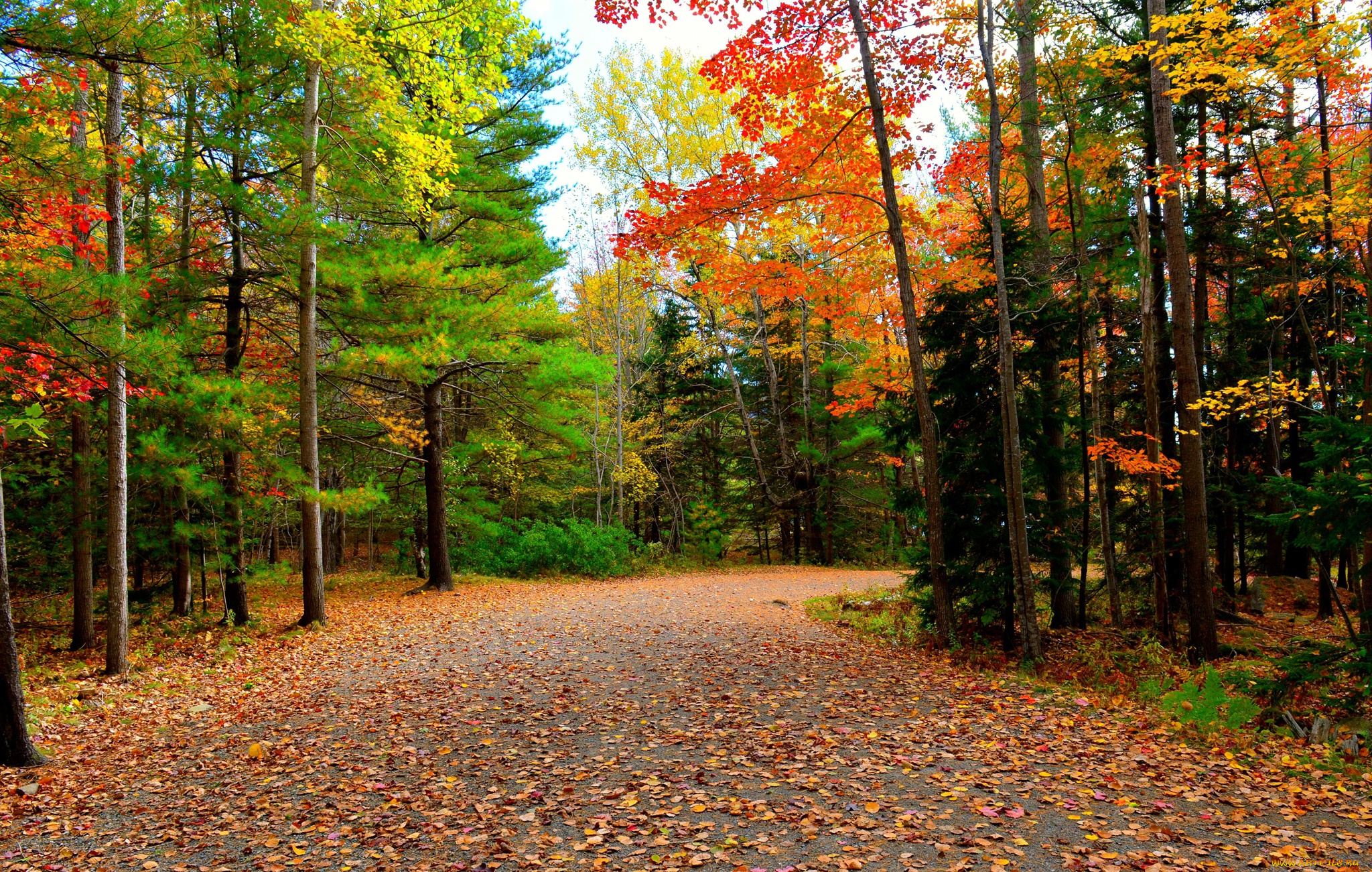 природа, дороги, осень, деревья, дорога, лес