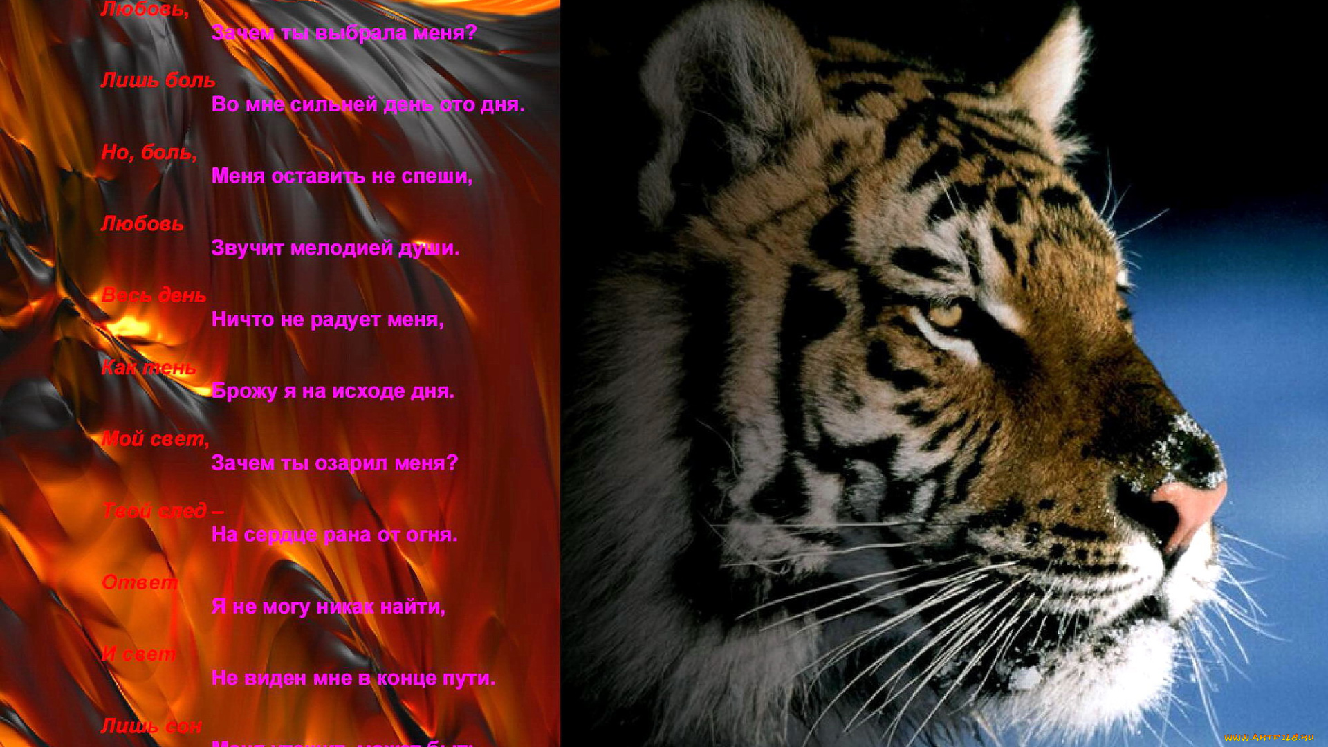 песнЯ, тигра, животные, тигры