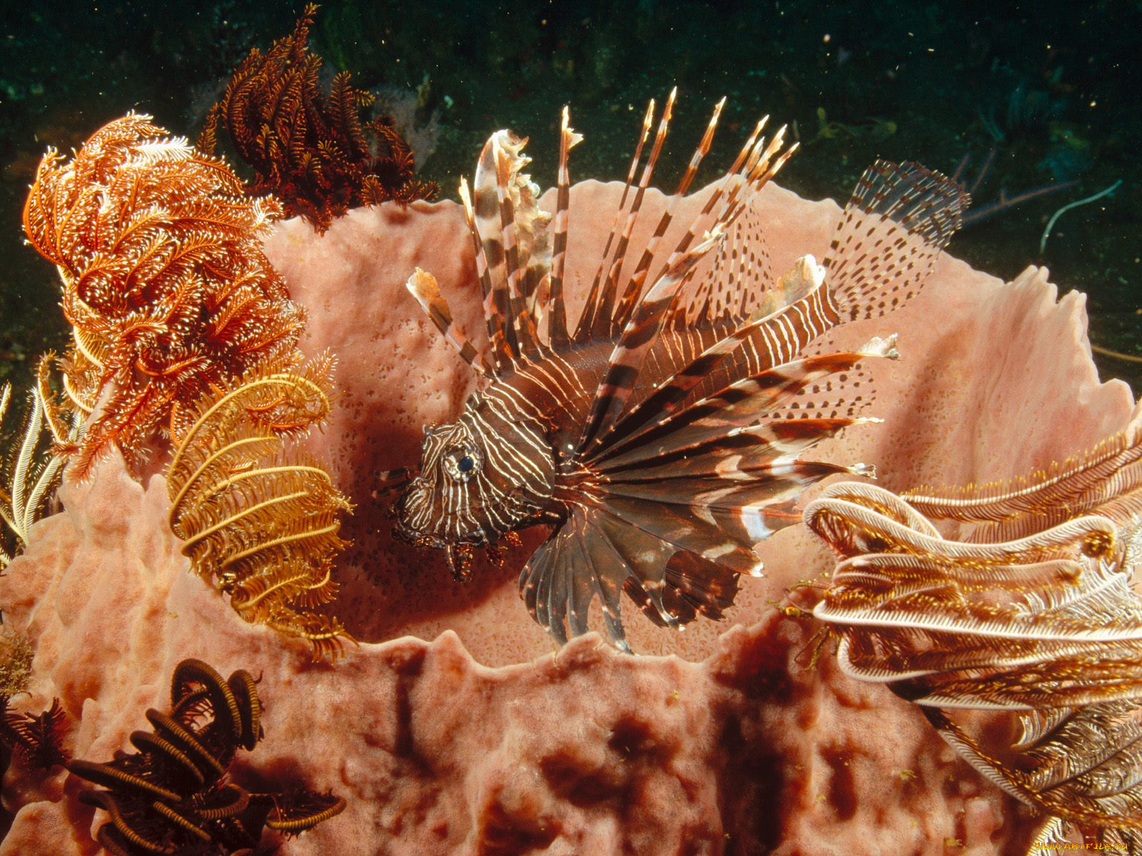 lionfish, lurking, among, feather, star, crinoids, животные, рыбы