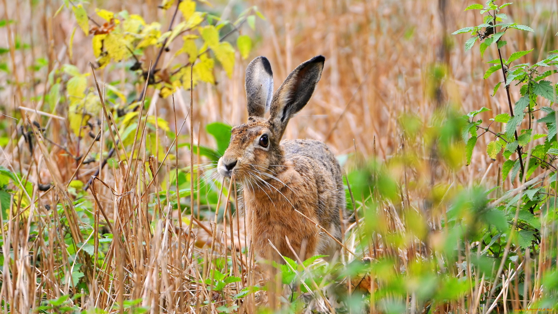 животные, кролики, зайцы, заяц, поле, лето, природа