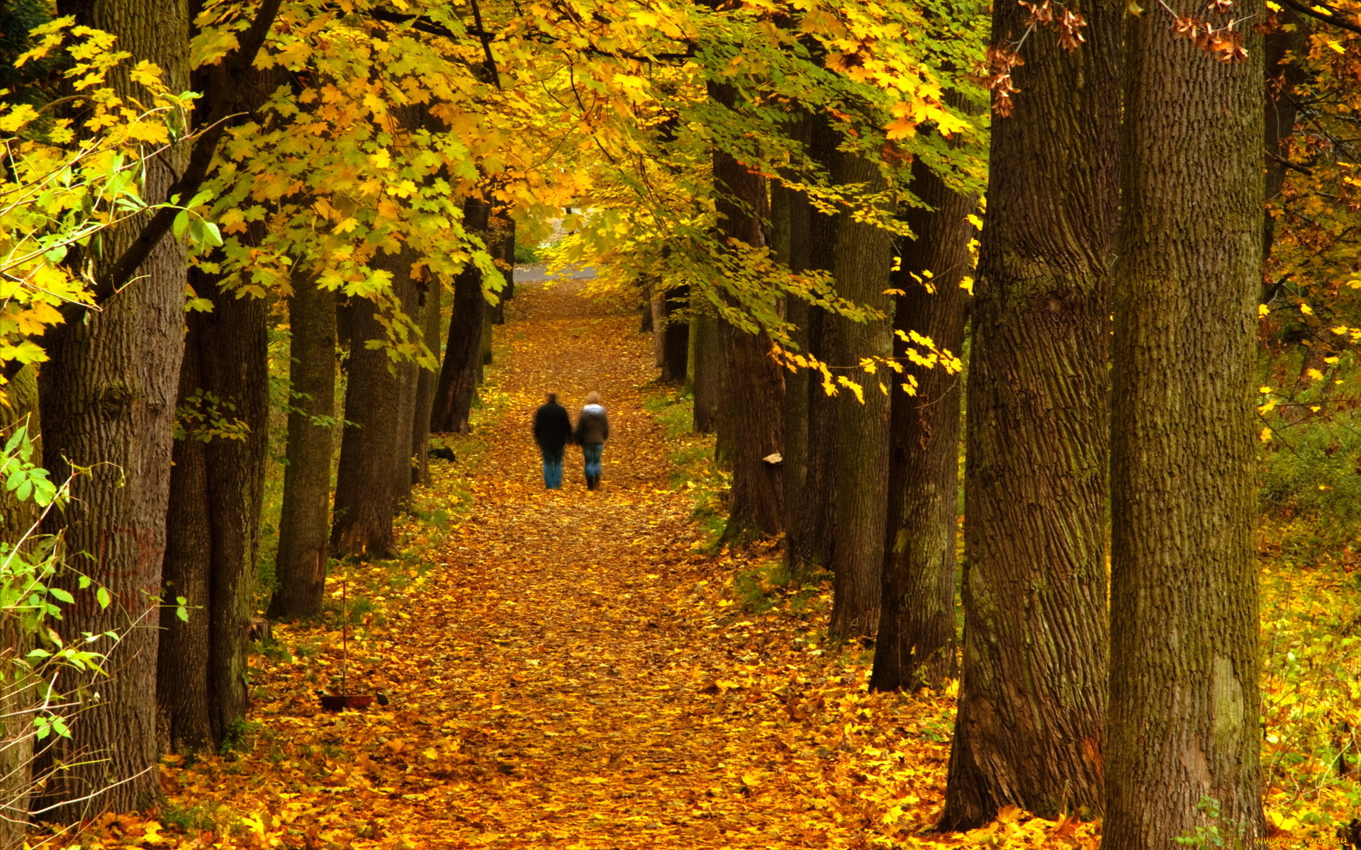 природа, парк, осень, деревья, прогулка