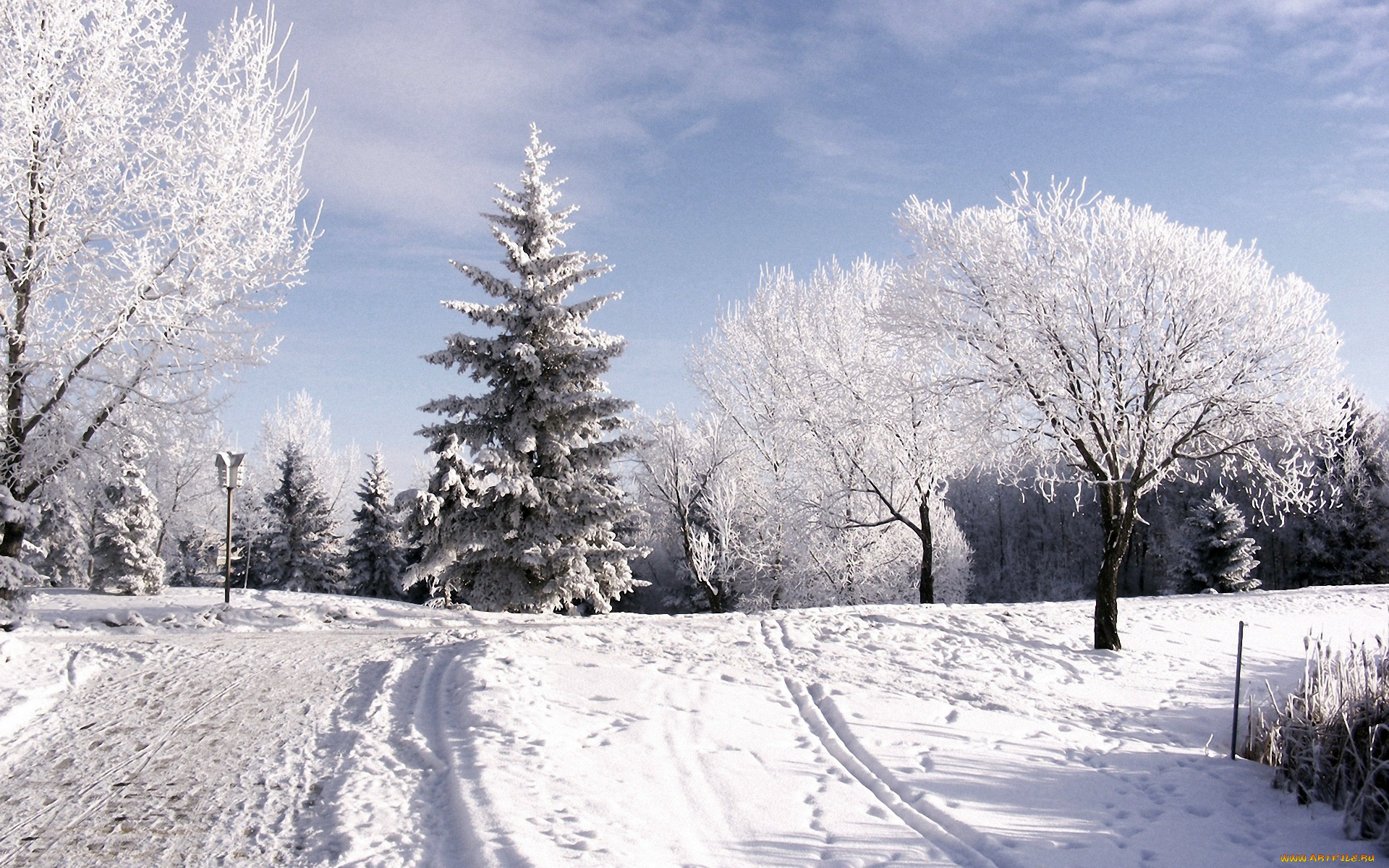 природа, зима, день, деревья, мороз, снег