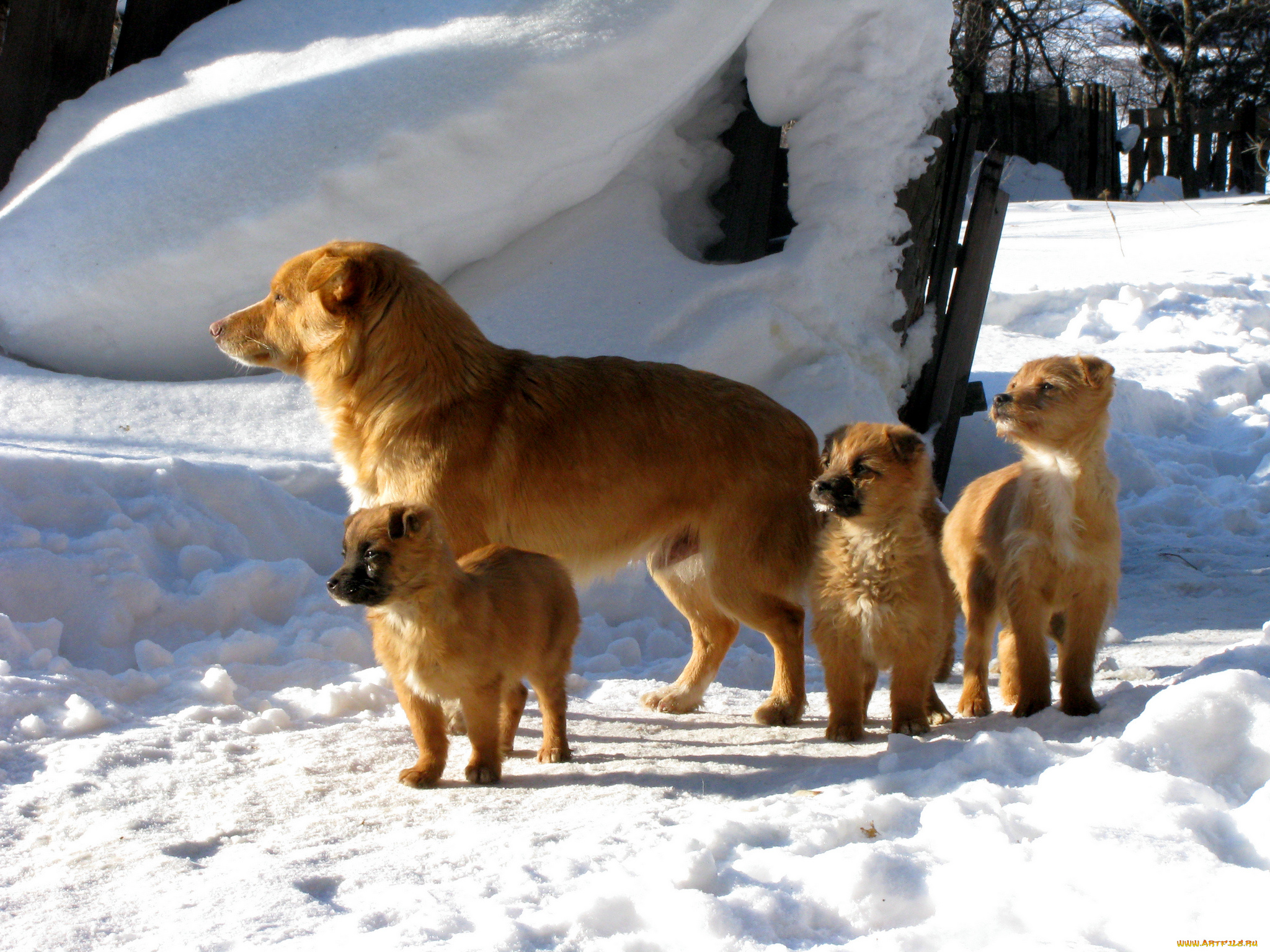 животные, собаки, щенки, снег