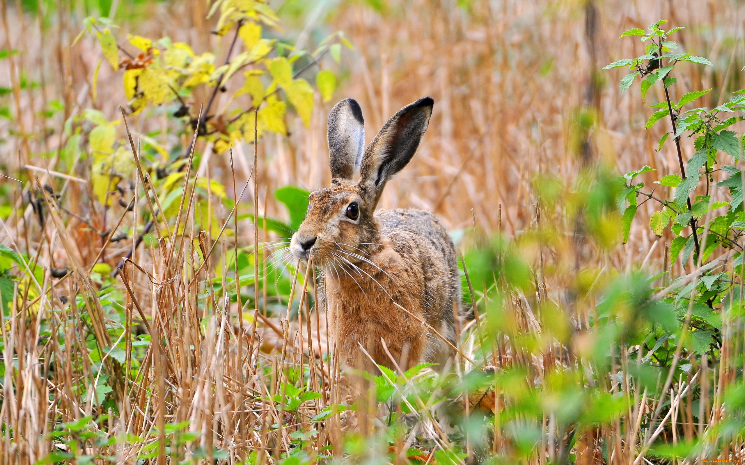 животные, кролики, зайцы, заяц, поле, лето, природа