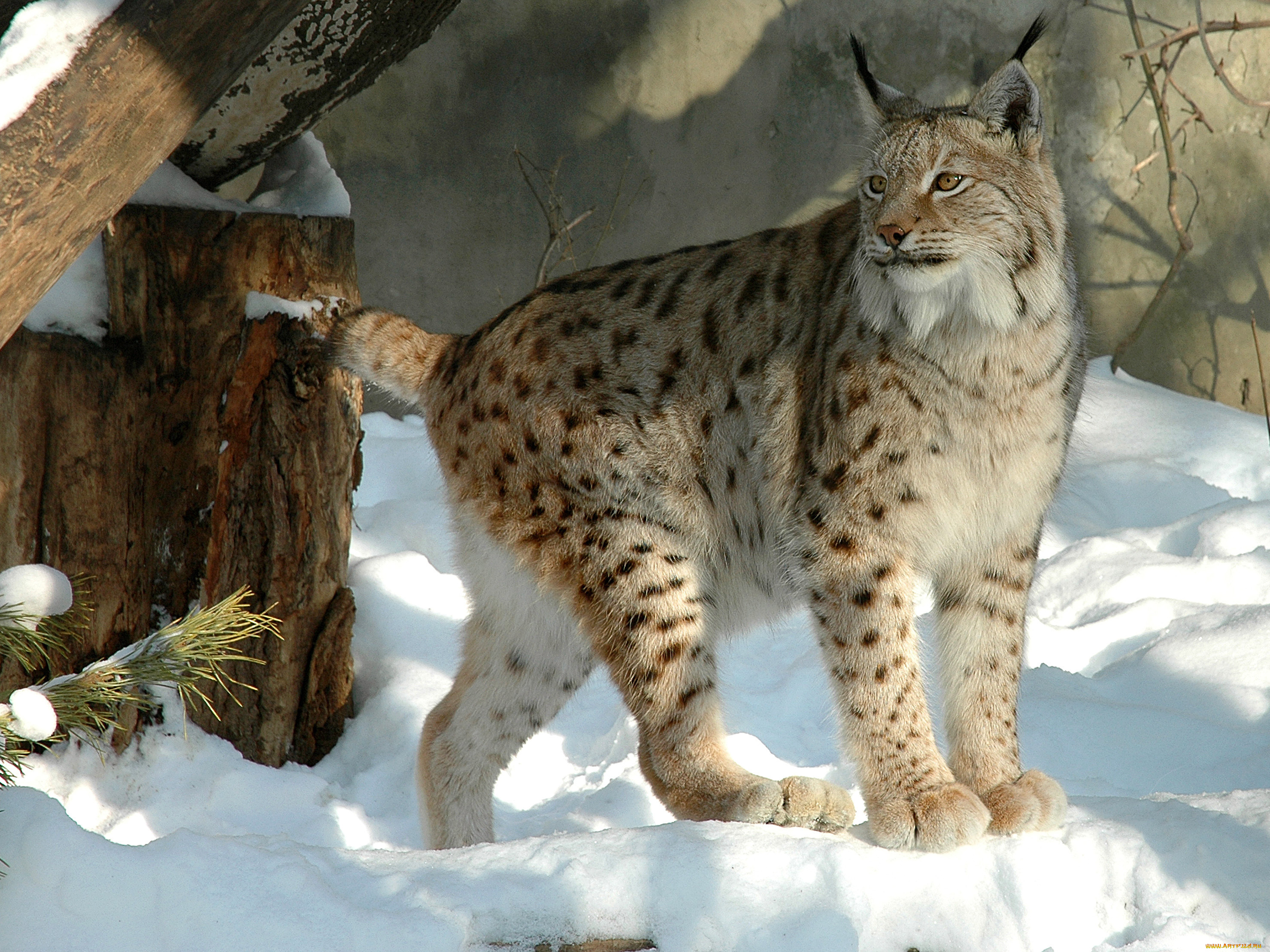 Ход рысью. Рысь обыкновенная Lynx Lynx Linnaeus, 1758. Канадская Рысь Бобкэт. Сибирская Рысь. Таежная Рысь.