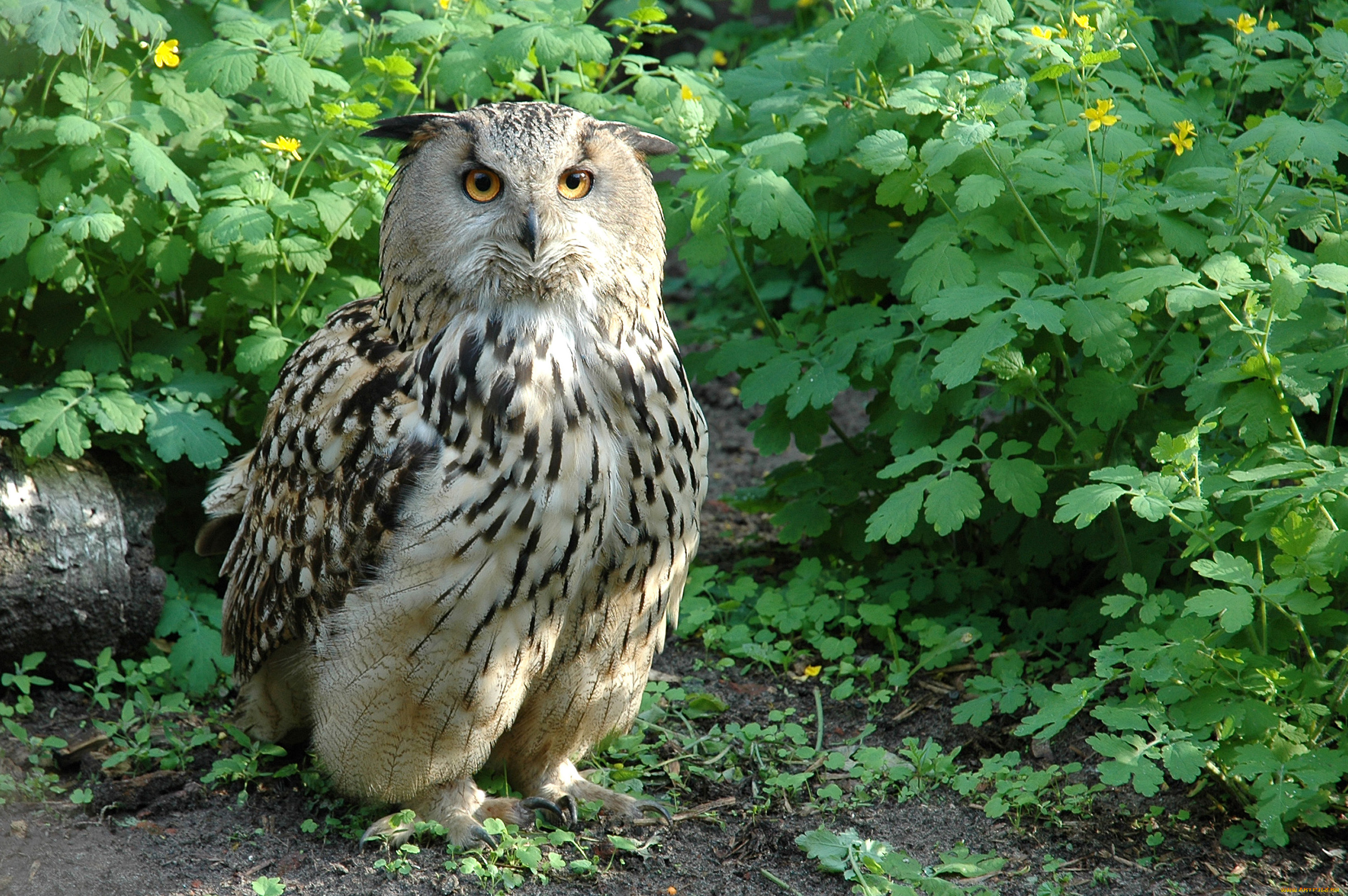 животные, совы, птица, цветы