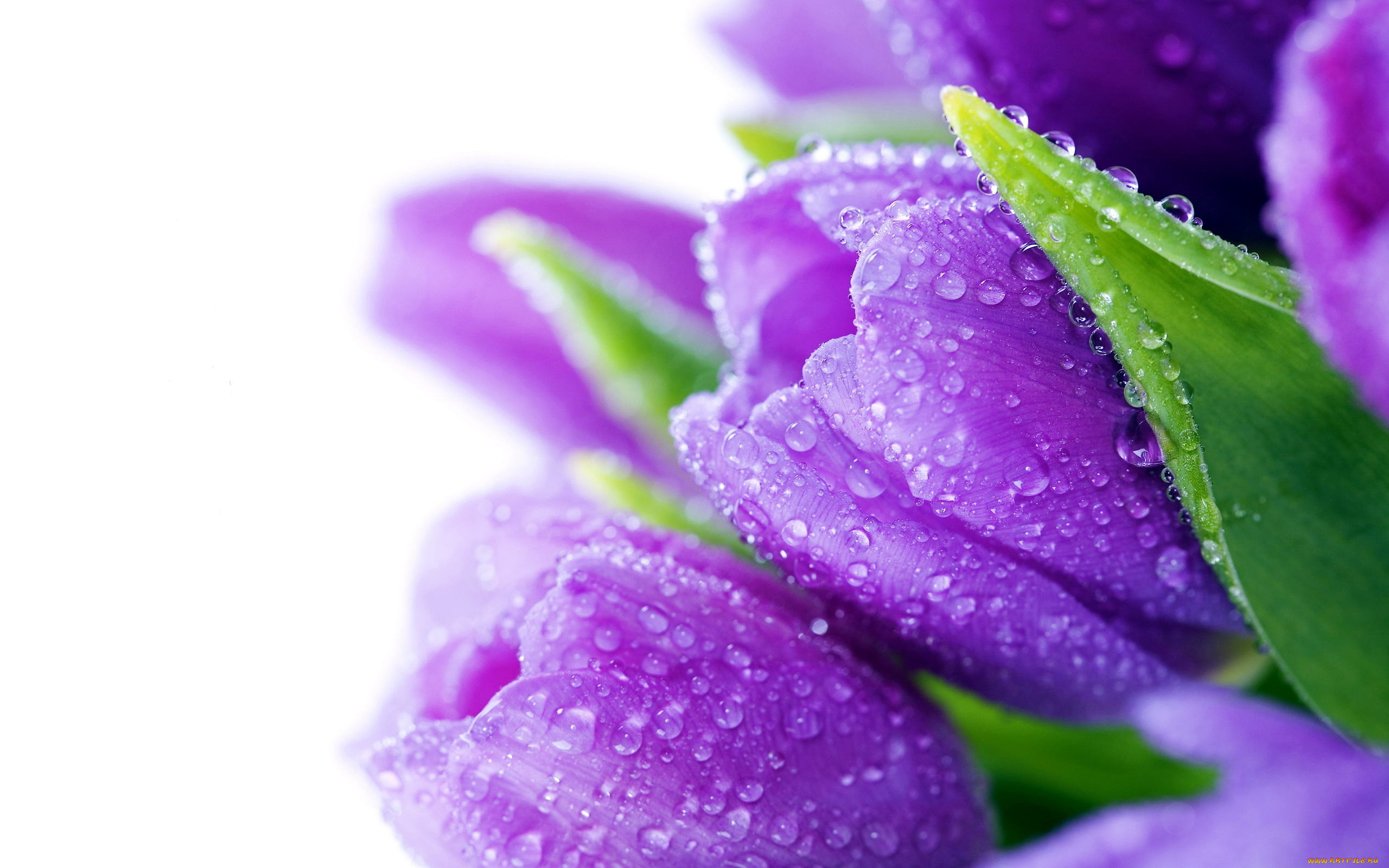 Открытки на экран телефона. Сиреневые цветы. Фиолетовые цветы. Тюльпан фиолетовый. Красивые весенние цветы.