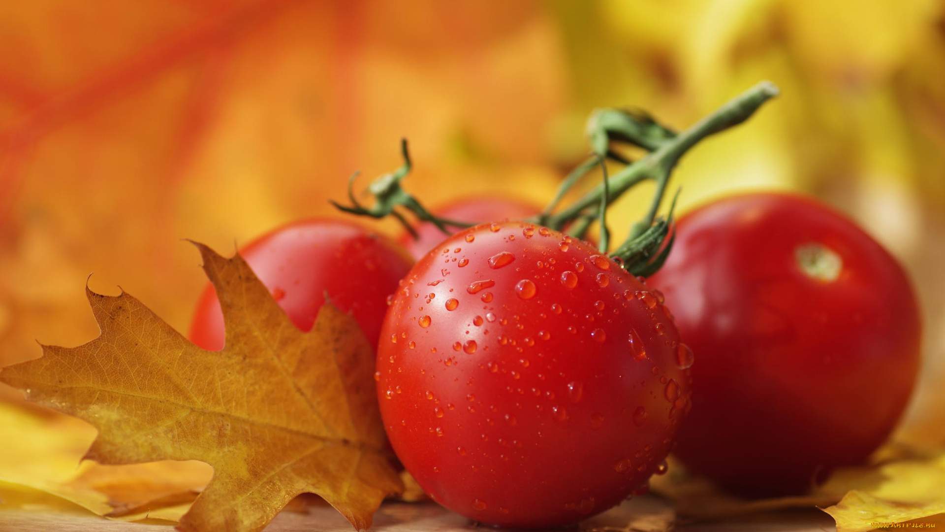 еда, помидоры, капли, лист, макро, осень, овощи