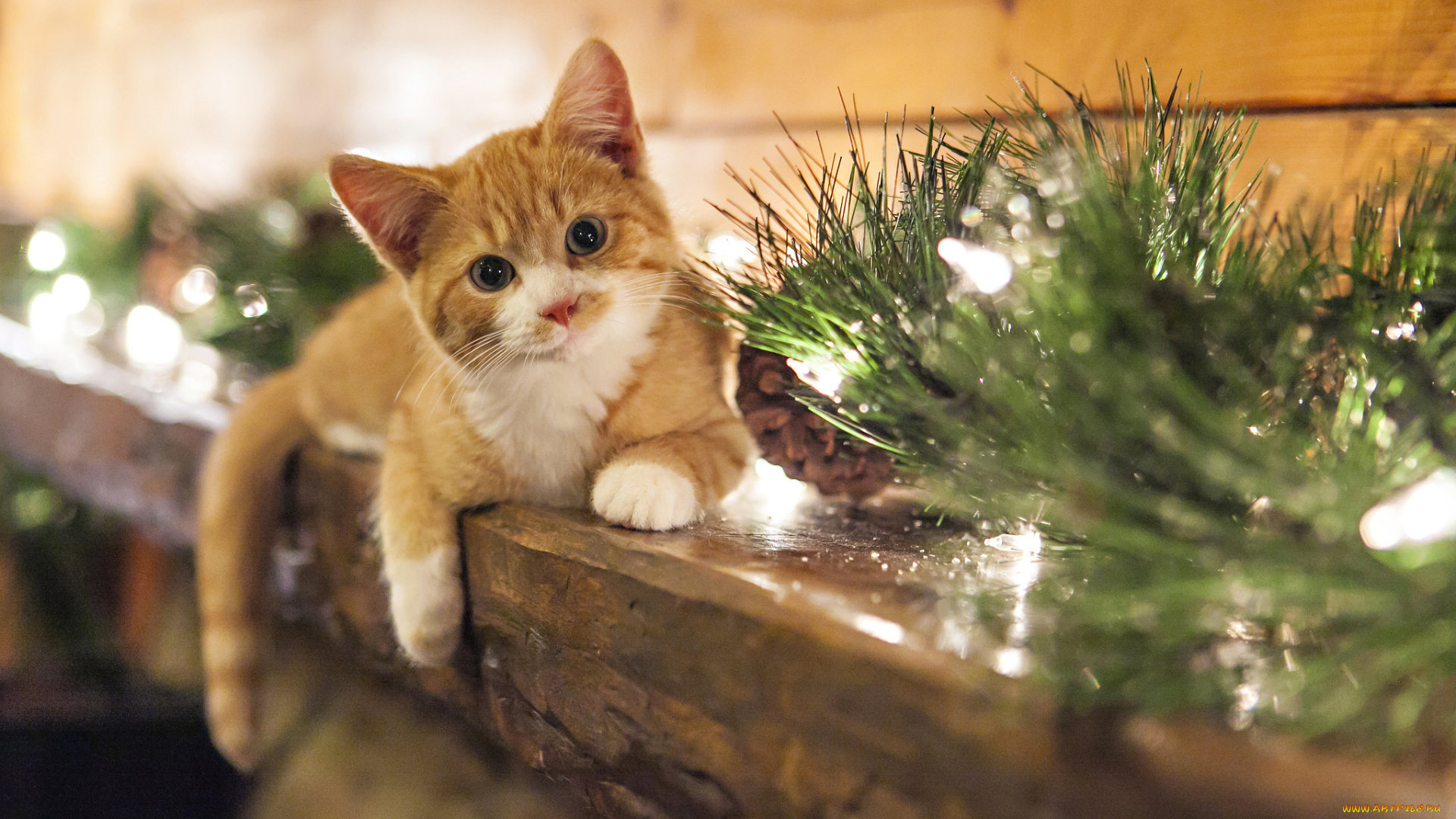 животные, коты, улыбка, взгляд, рождество, шишки, котенок, smile, cones, christmas, kitten, view