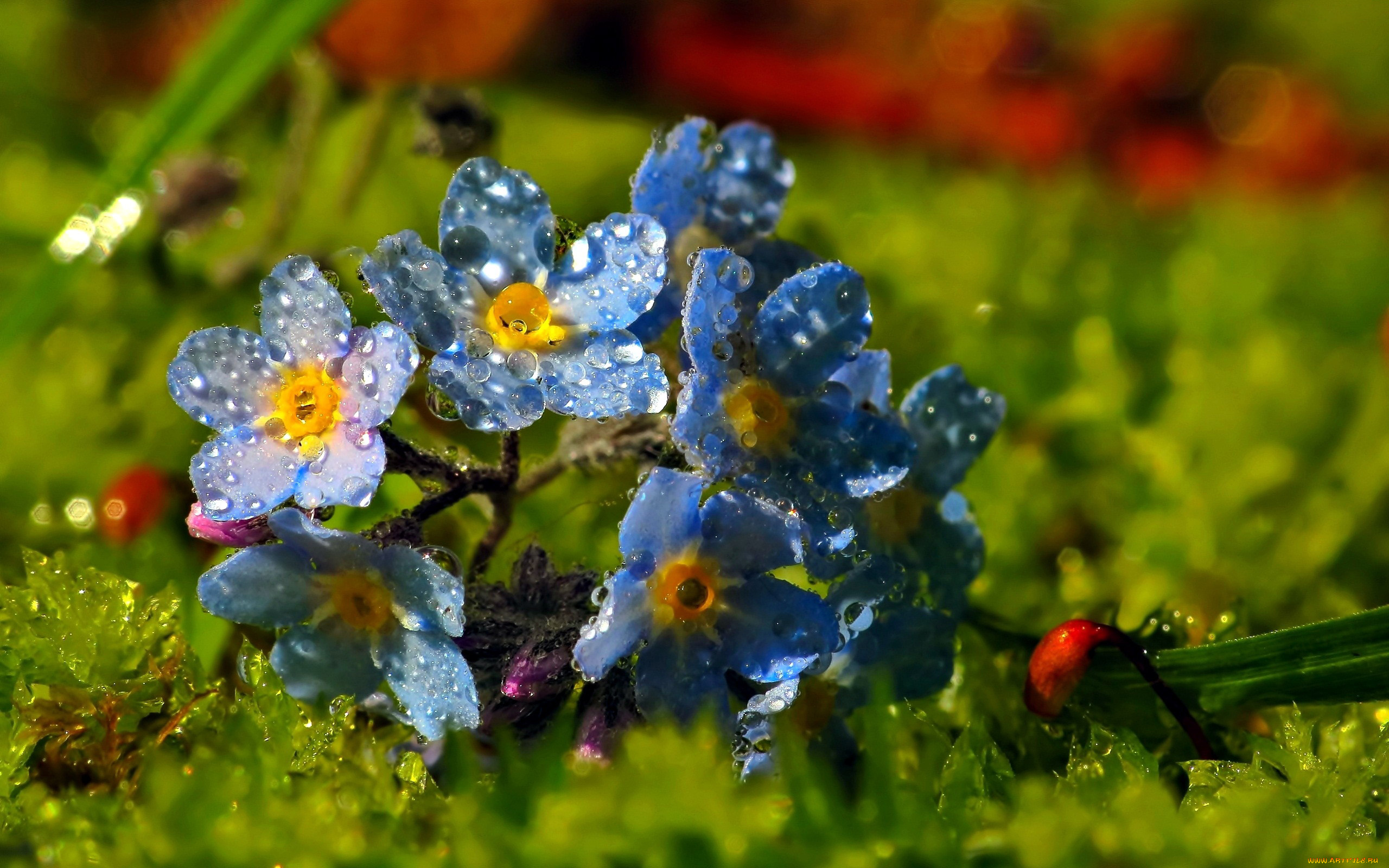 цветы, незабудки, голубые, капли