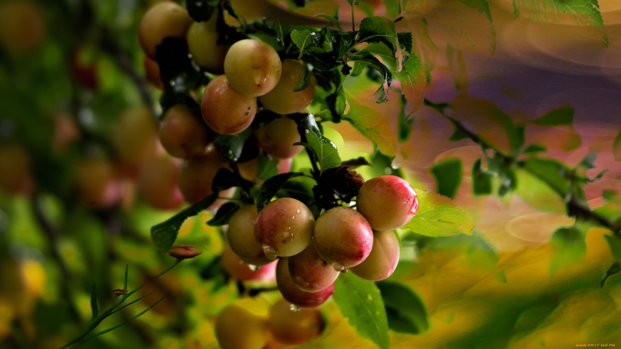 природа, плоды, персики