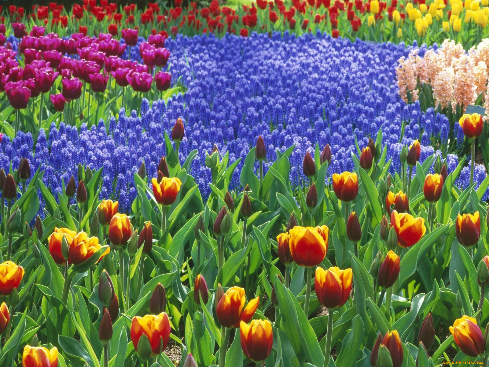 keukenhof, gardens, lisse, holland, цветы, разные, вместе