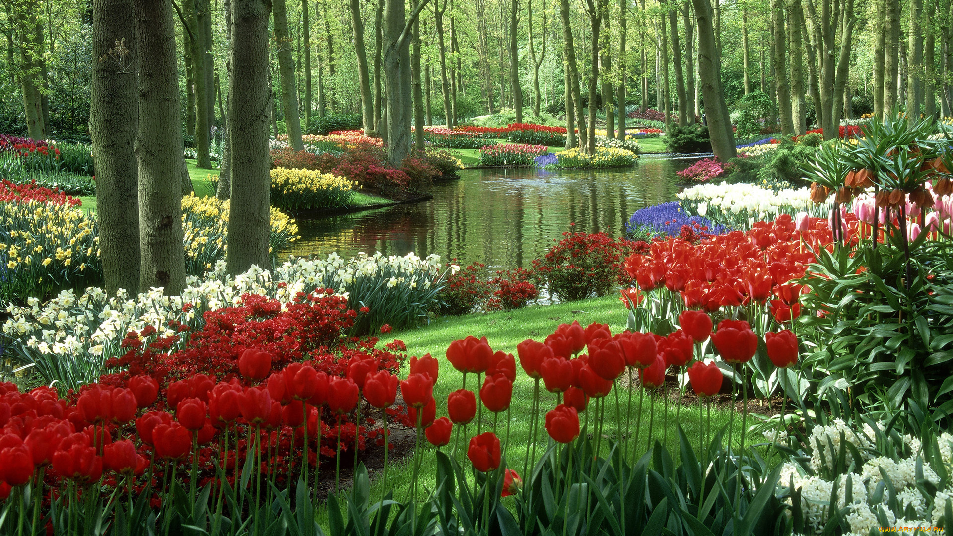 природа, парк, водоём, тюльпаны, сад, кейкенхоф, нидерланды