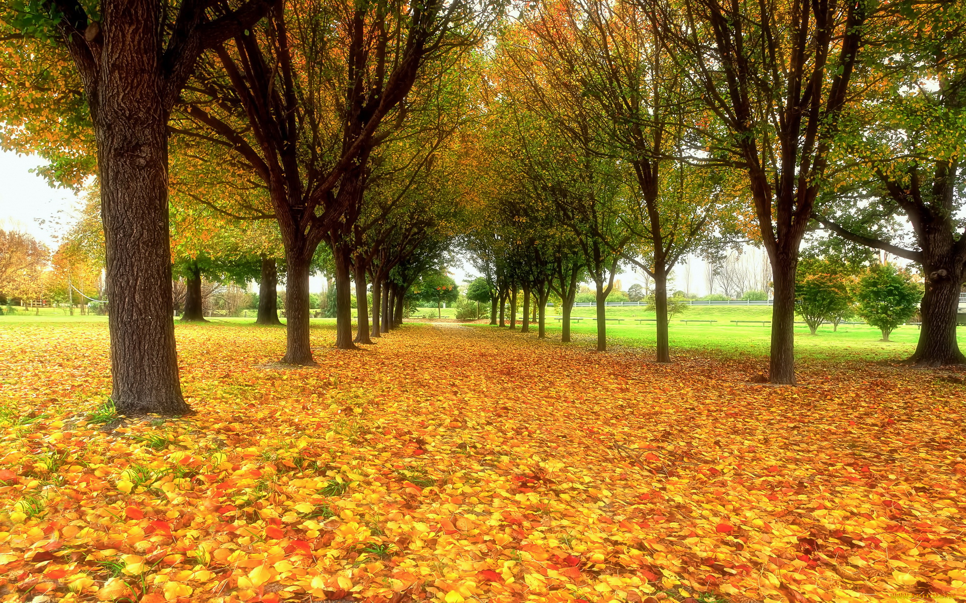 природа, деревья, осень, листь