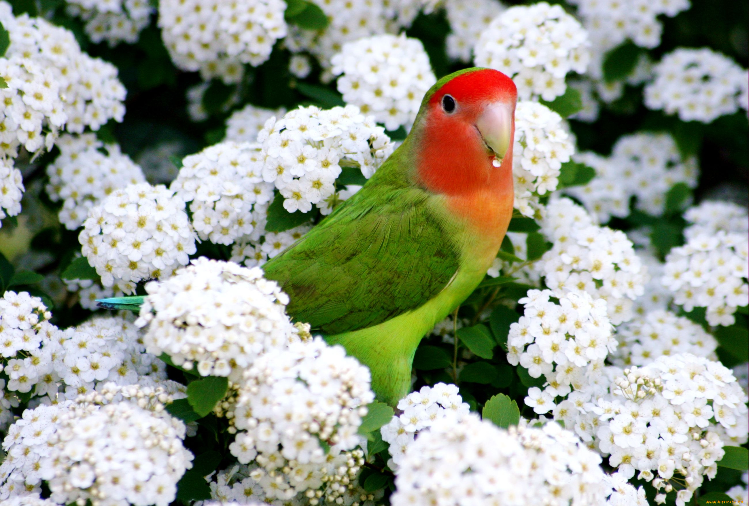 Цветок попугай