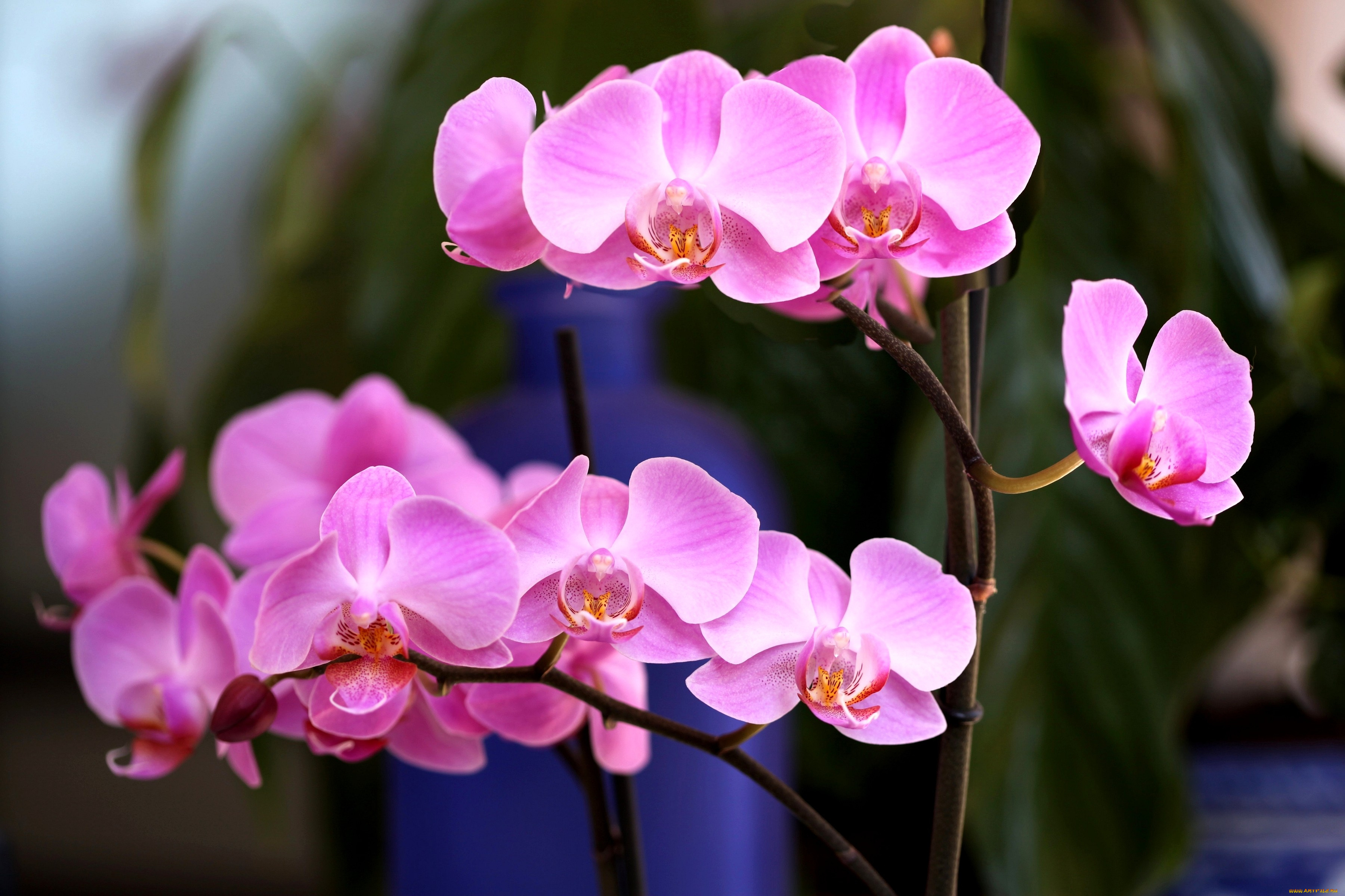 цветы, орхидеи, ветки, розовый
